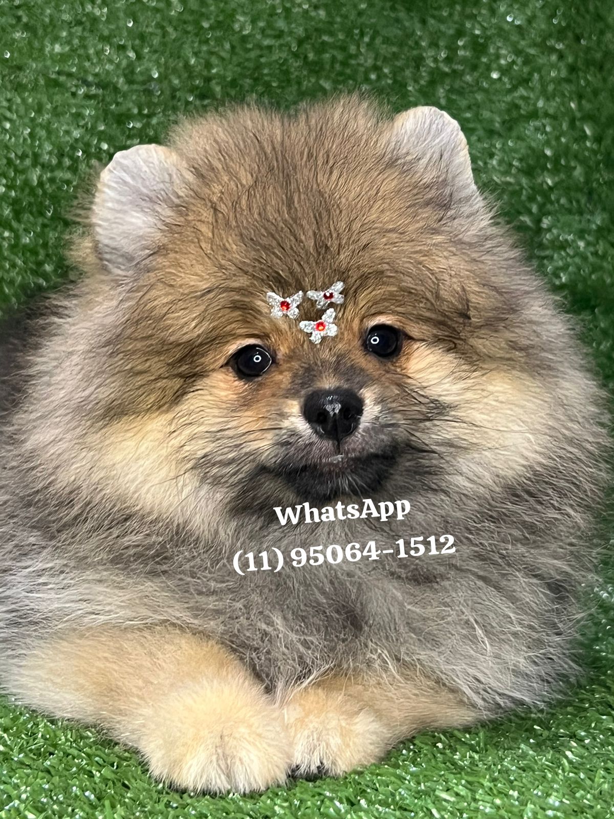 Portal Vendocão Spitz alemão Lulu da Pomerania  São Paulo