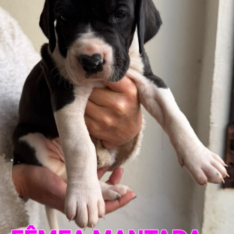 Linda ninhada de Dogue Alemão - Foto 5