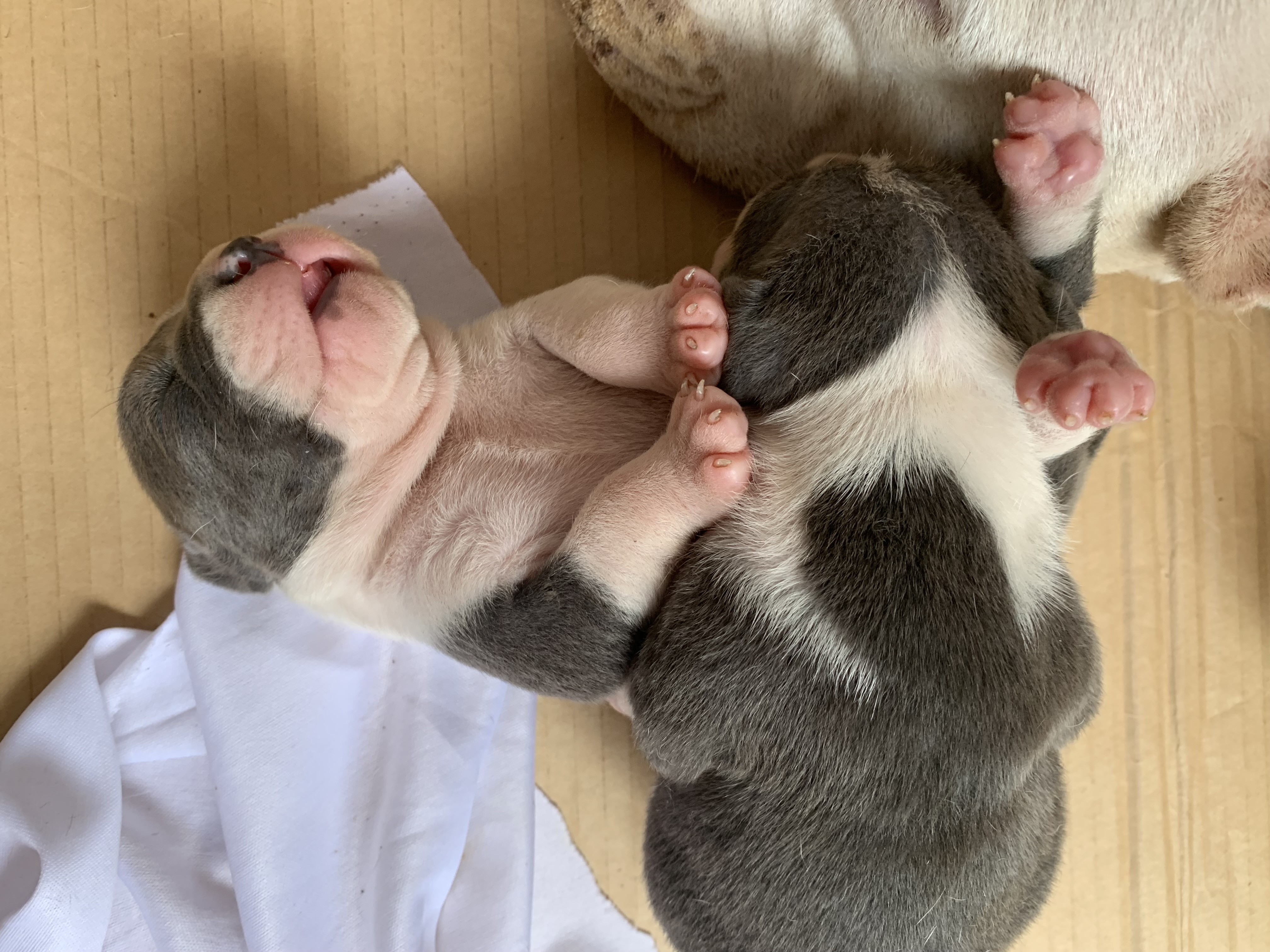 Filhotes de American Bully