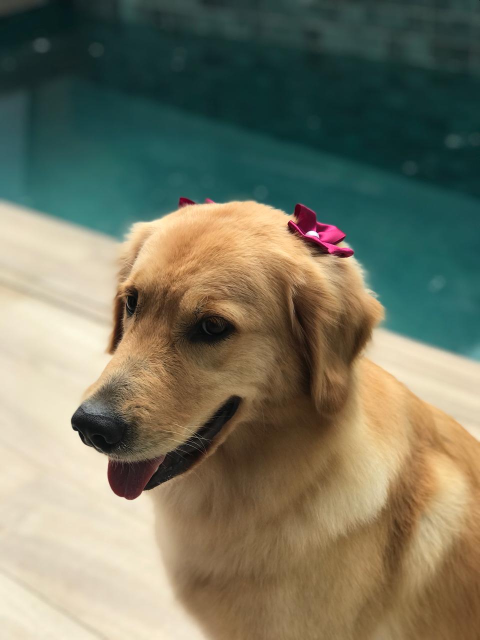 Portal Vendocão Lindos Filhotes de Golden Retriever  Feira de Santana