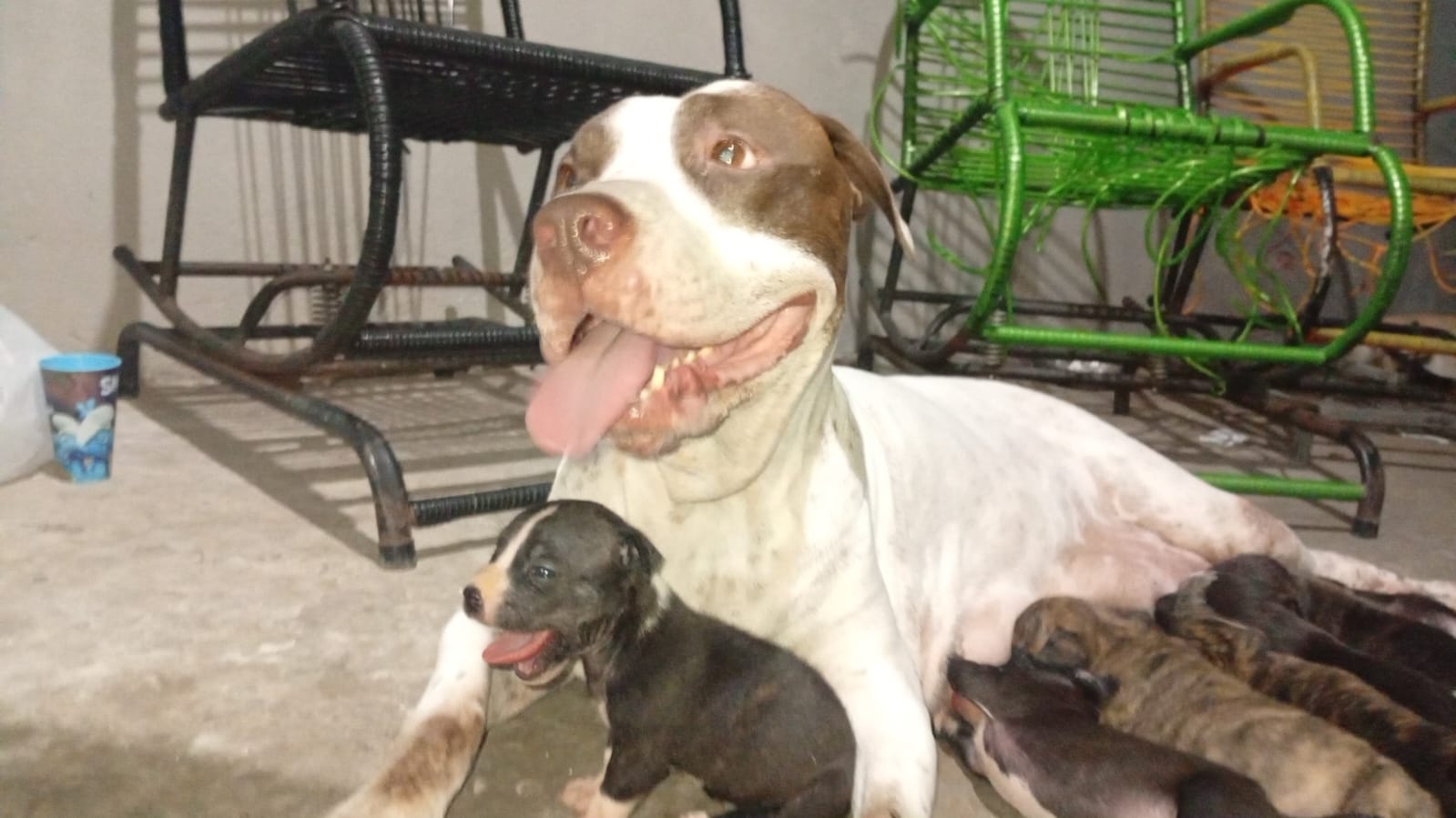 Portal Vendocão Filhote Pitbull  Teresina