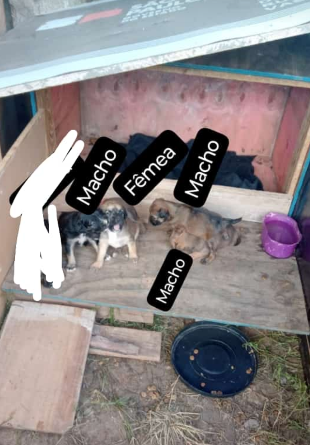 Portal Vendocão Doação de filhotes de cachorro  Francisco Morato