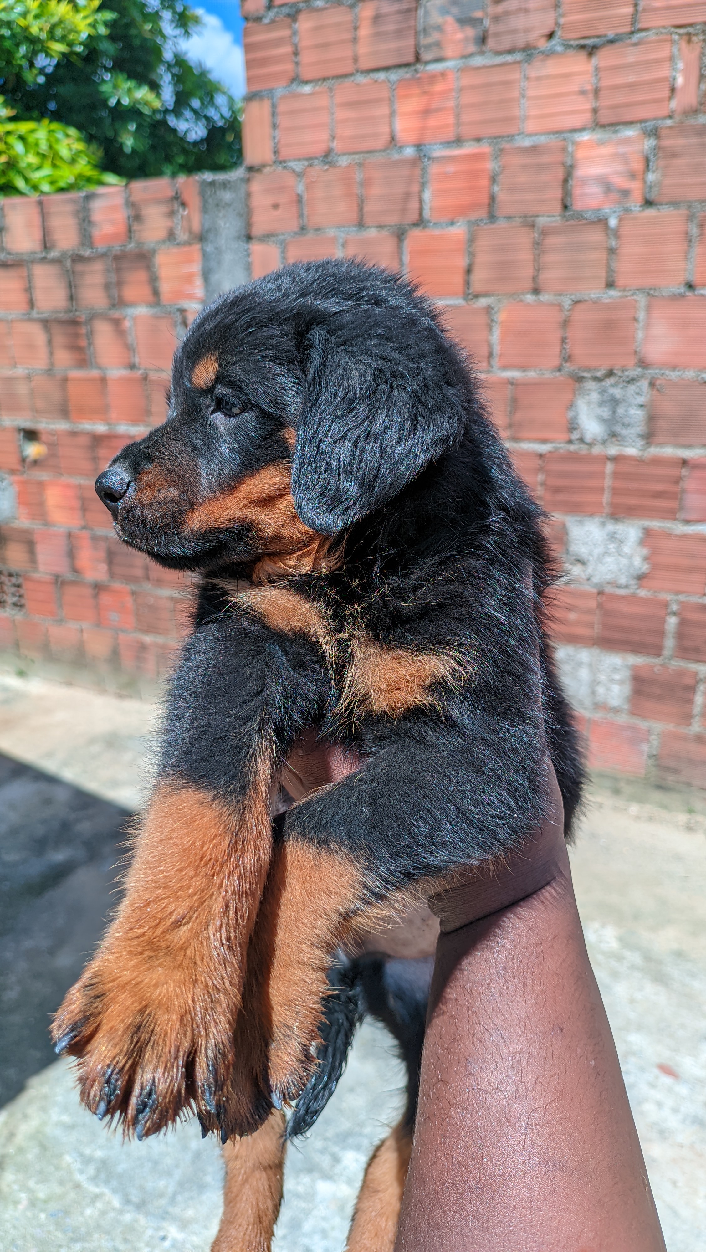 Portal Vendocão Filhotes Rottweiler  Recife 