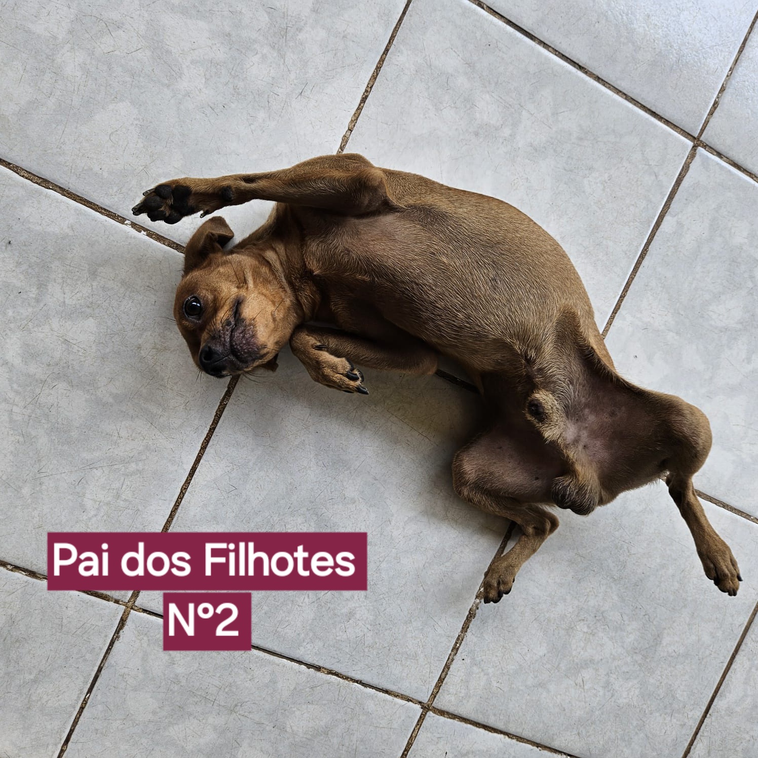 filhotes de Pinscher Macapá 