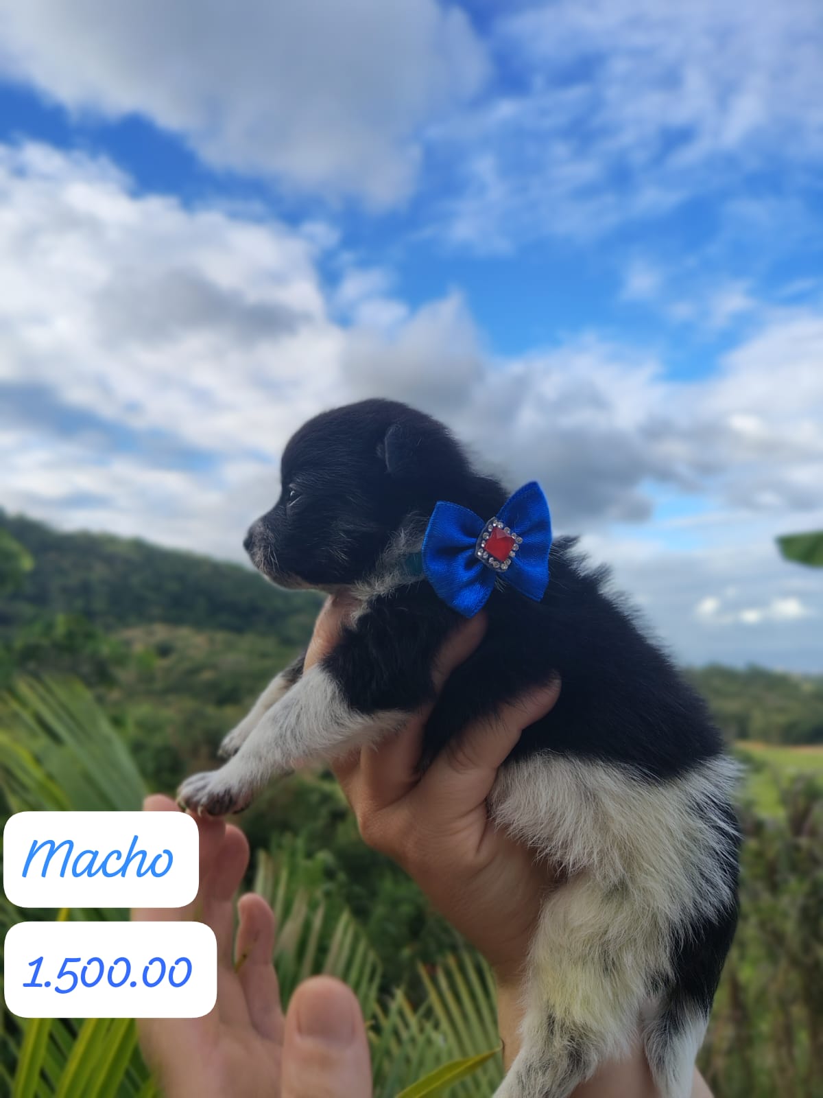 Vendo filhotes de Spritz Alemão  - Foto 1