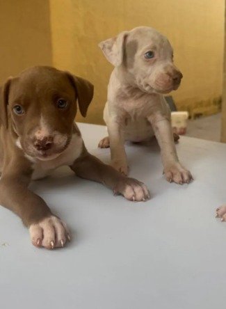 Filhotes Pitbull Red Nose Puros | Machos e Fêmeas | Vermifugados | Goiânia - Foto 3