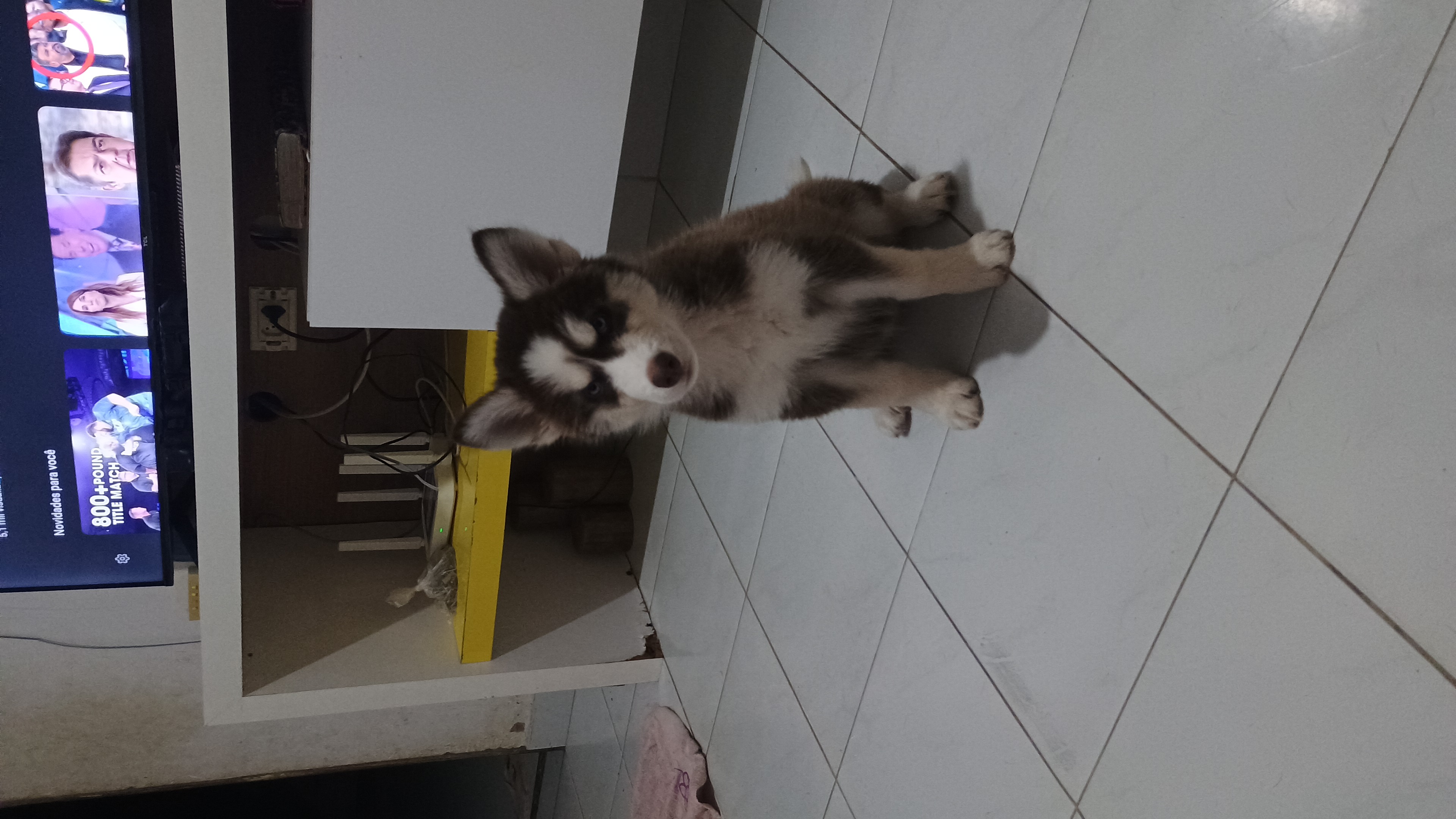 Portal Vendocão Husky siberiano Maceió 