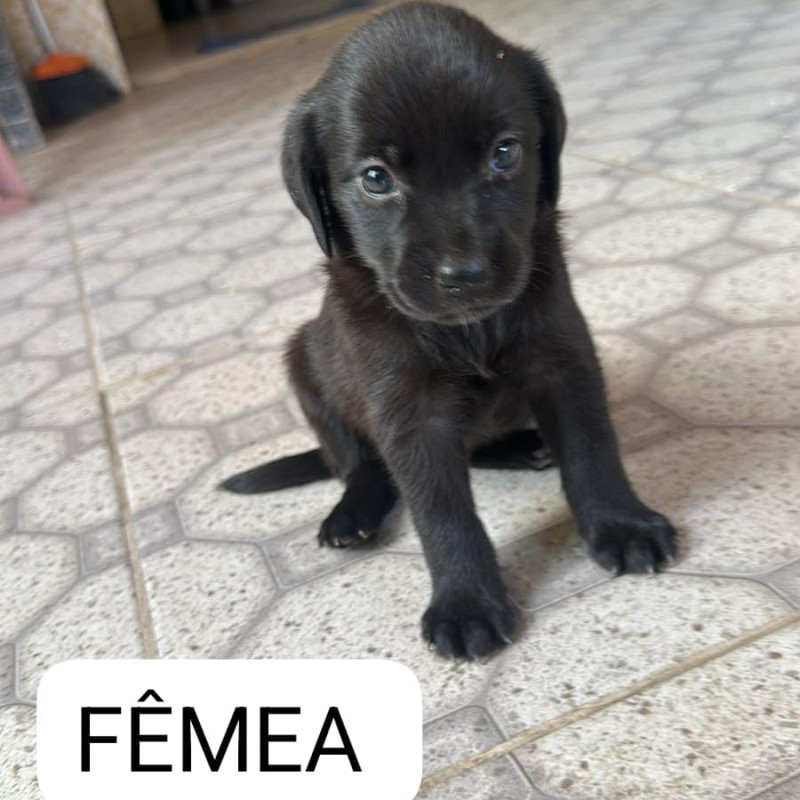 Labradores puros - Foto 2