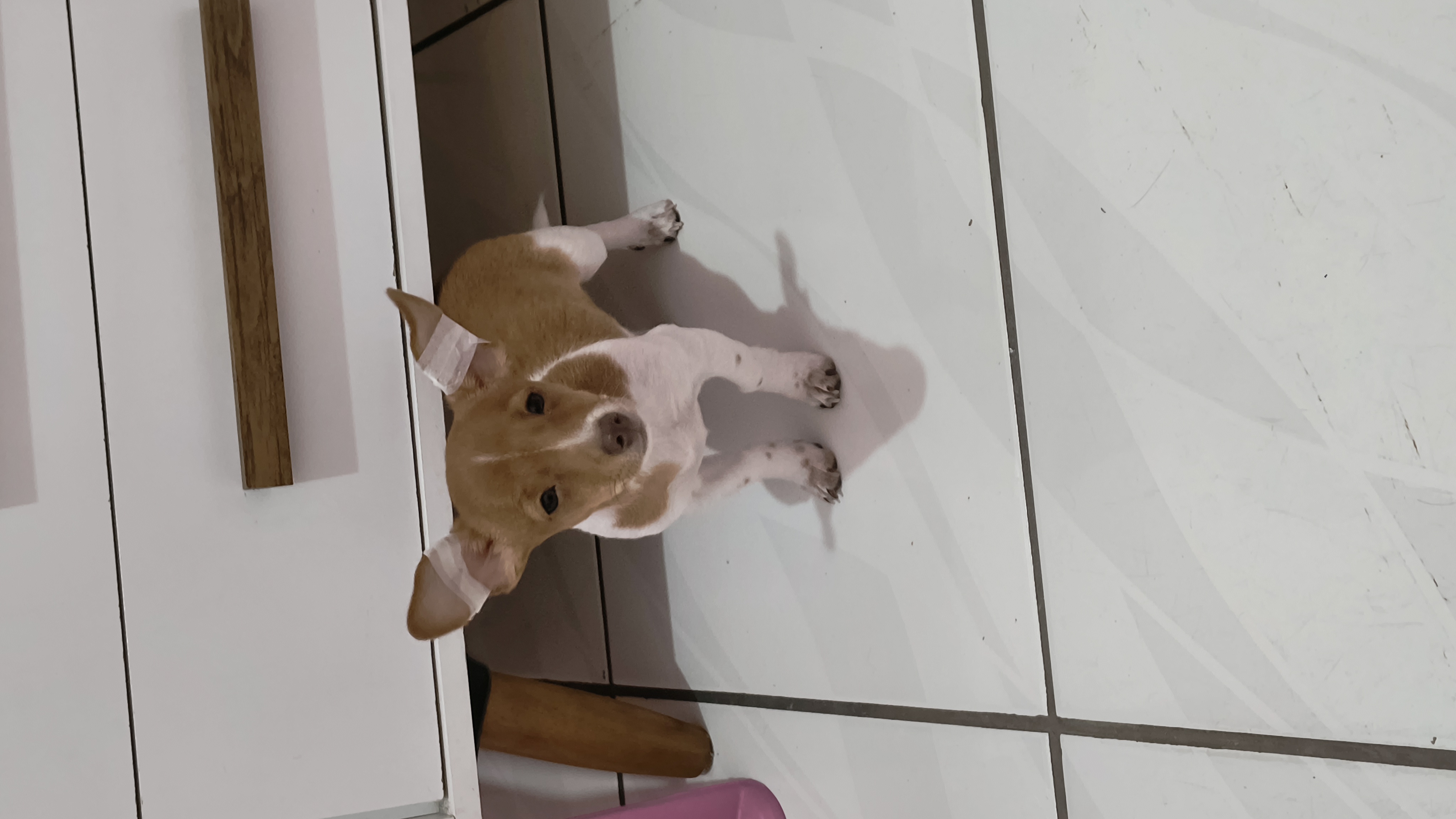 Pinscher macho 01 - Foto 1