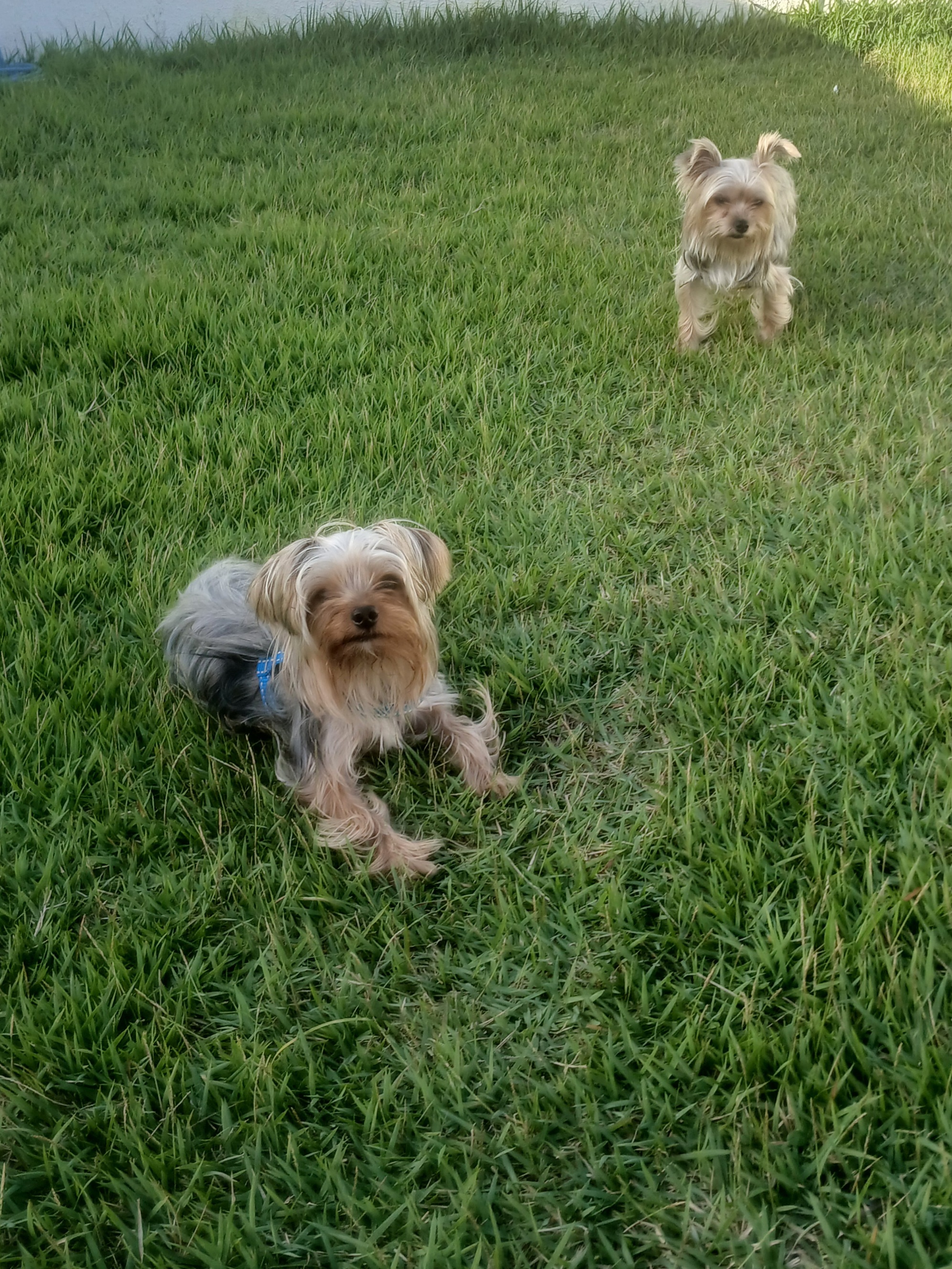 Portal Vendocão Yorkshire micro  Jaboatao dos guararapes 