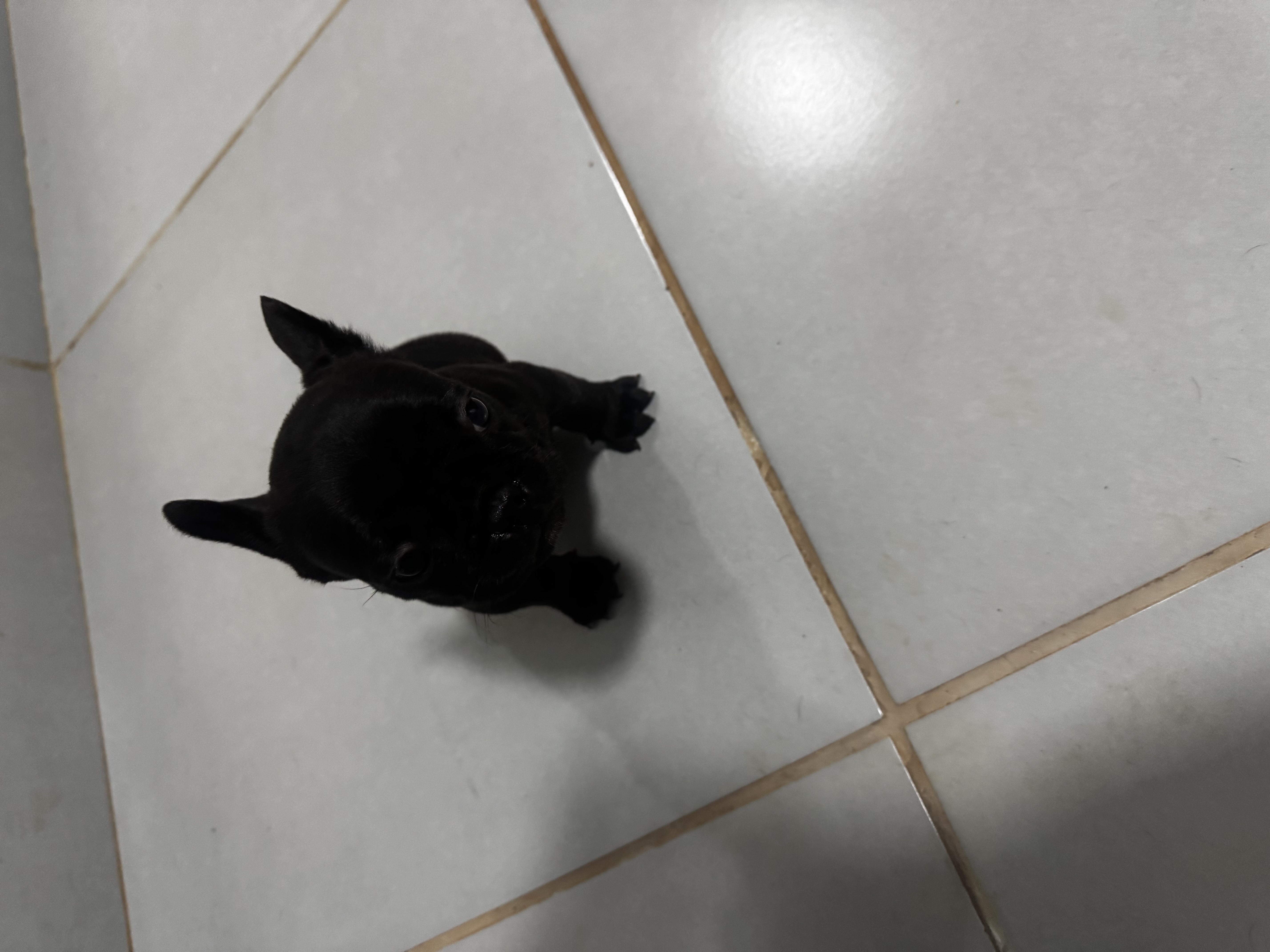 Portal Vendocão Lindos filhotes de Bulldog Francês  Campo Grande 