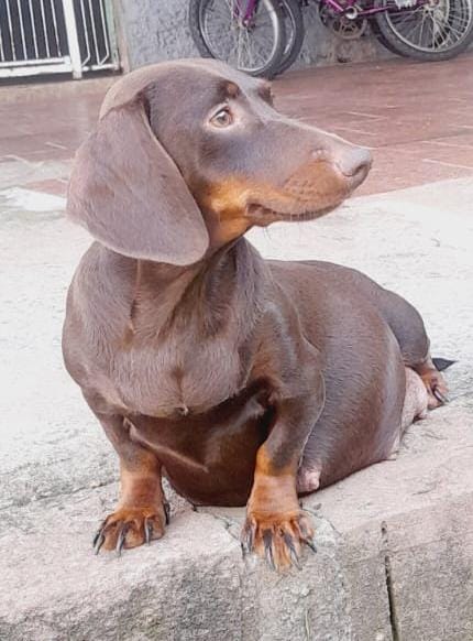 Lindos tekel
