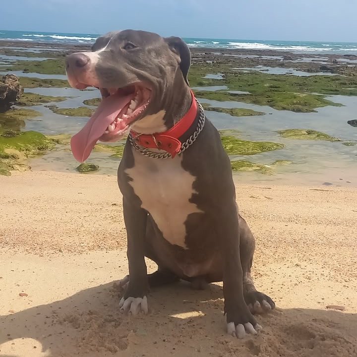Filhotes de Pitbull terrier - Foto 4