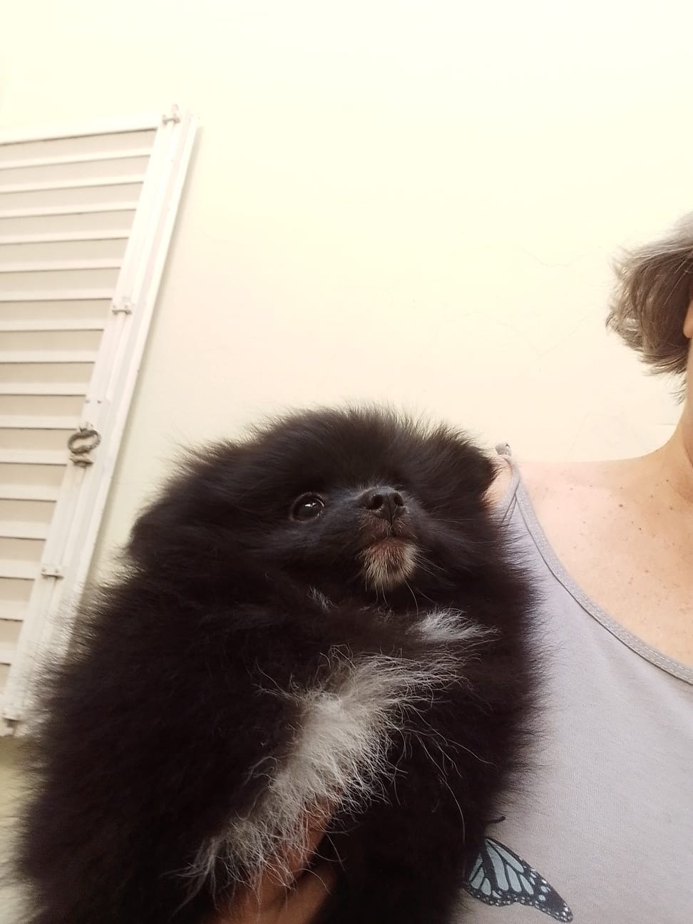 Portal Vendocão Spitz alemão fêmea preta Campinas