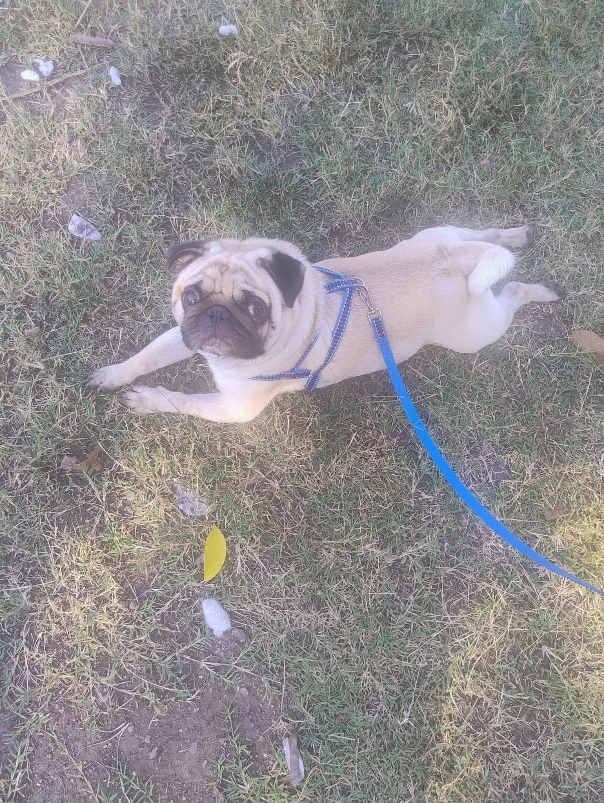Pug macho  - Foto 1