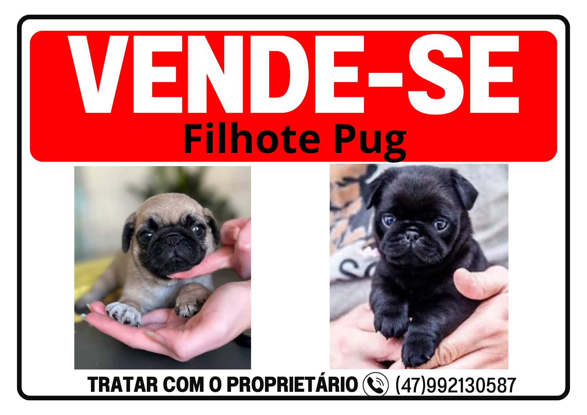 Portal Vendocão Pug Blumenau 