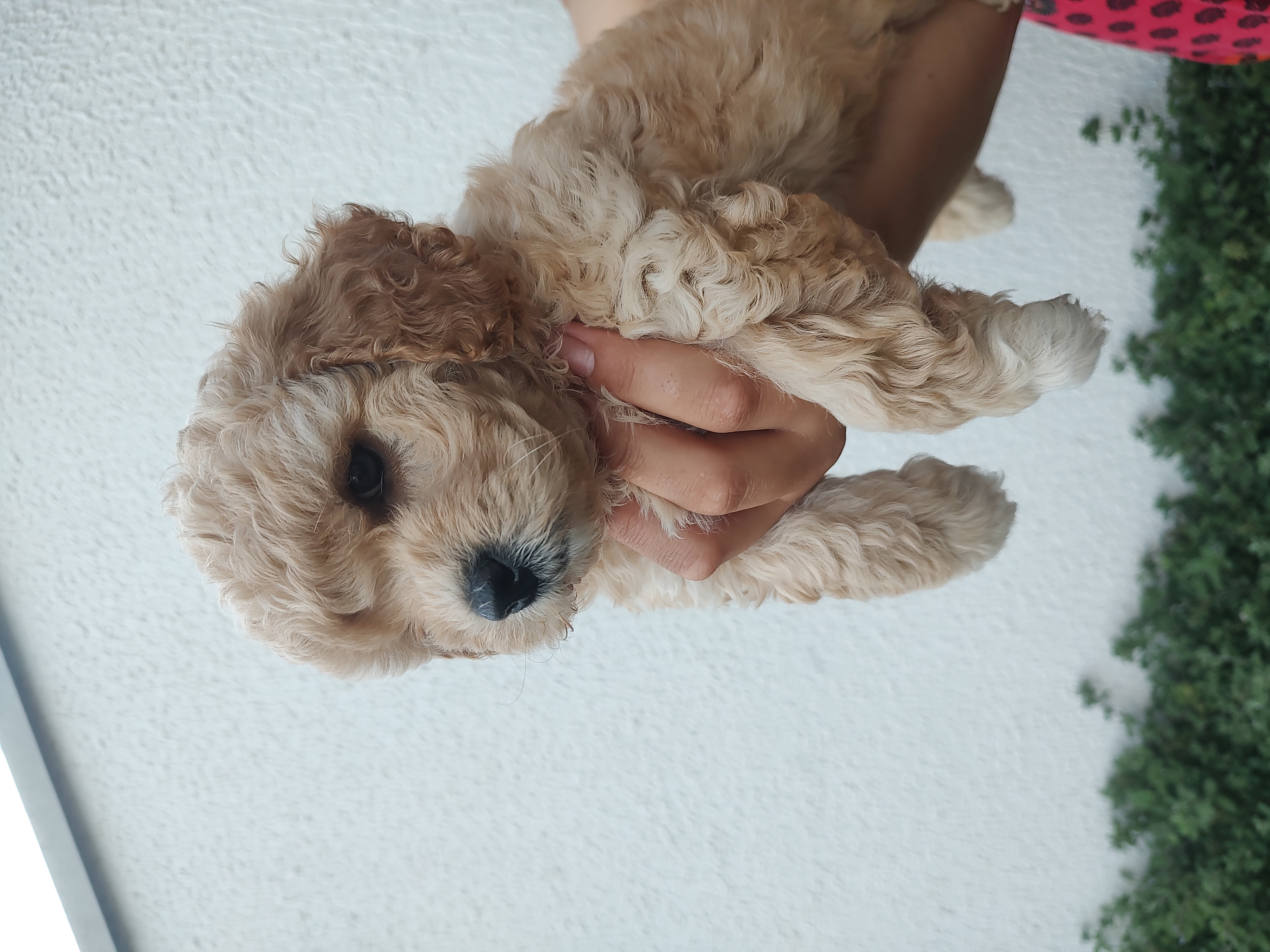 Portal Vendocão Poodle toy  Valinhos