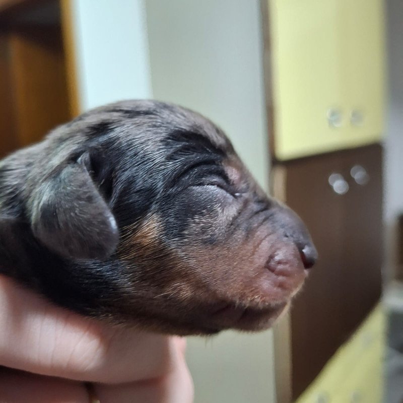 FILHOTES DE DACHSHUND (LINGUICINHA) - LINDOS E SAUDÁVEIS