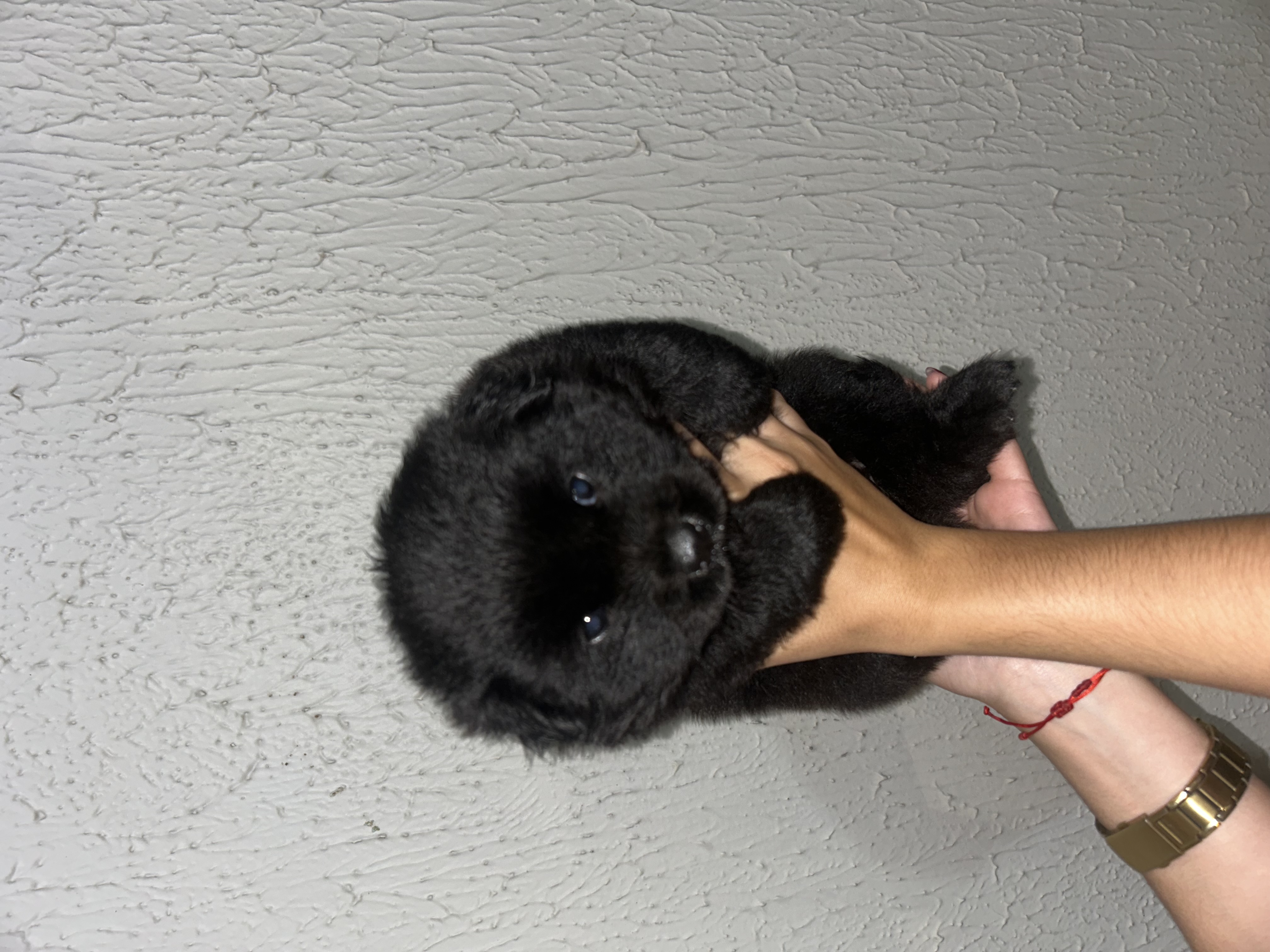 Portal Vendocão Filhote Chow Chow Arapiraca