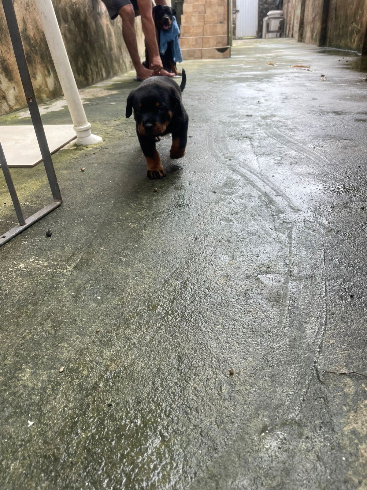 Portal Vendocão Filhotes rottweiler  Jaboatão dos Guararapes 