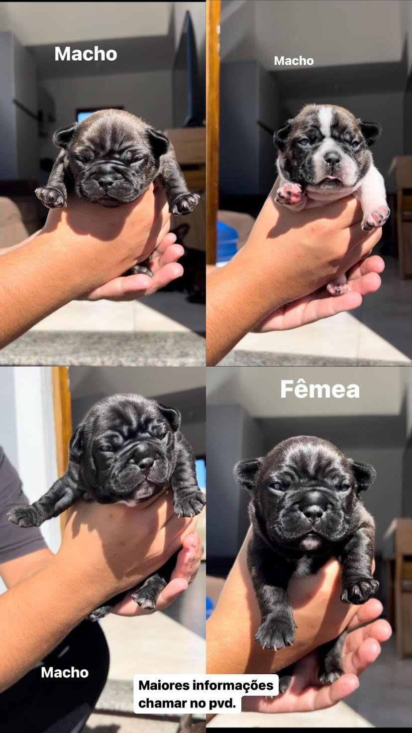 Portal Vendocão Raça bulldog francês  Sapucaia do sul
