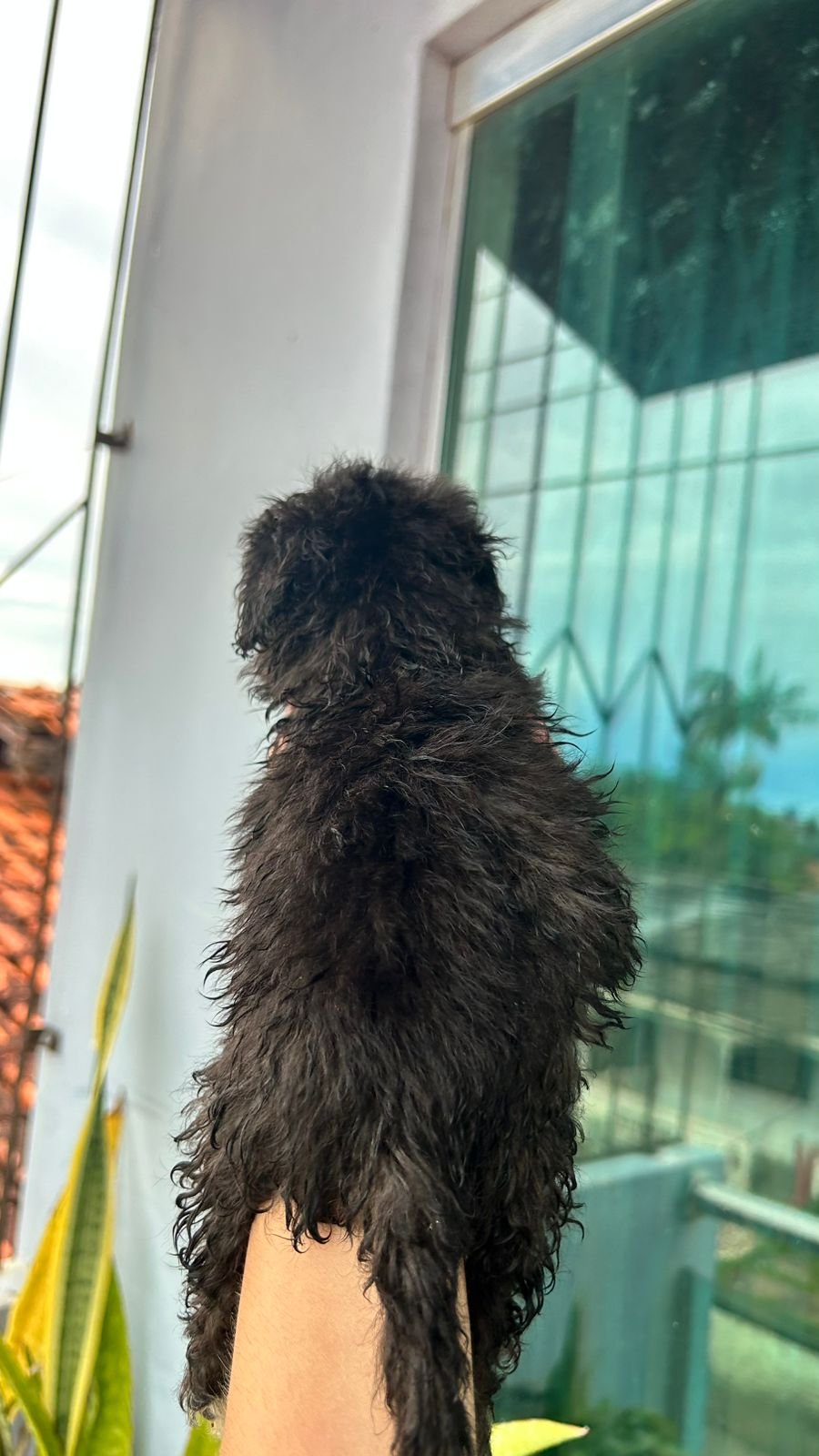 Venda  Poodle