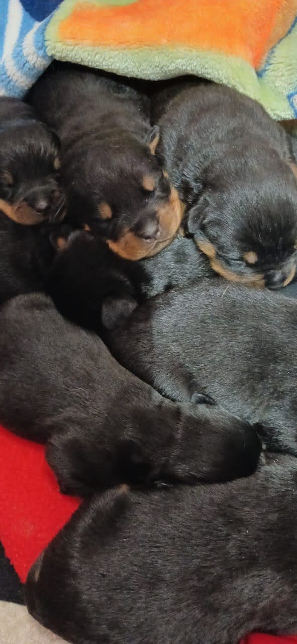 FILHOTES DE ROTTWEILER  - Foto 3
