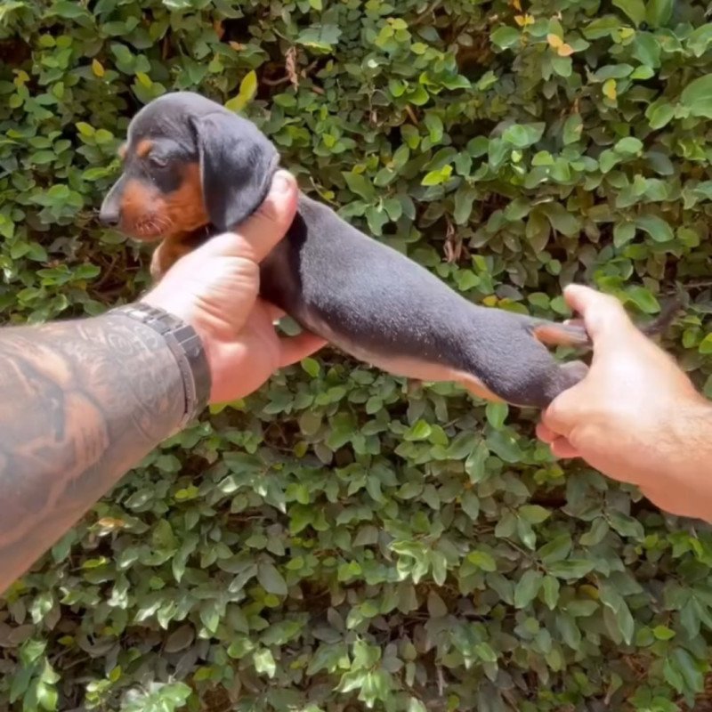 Lindos filhotes Dachshund