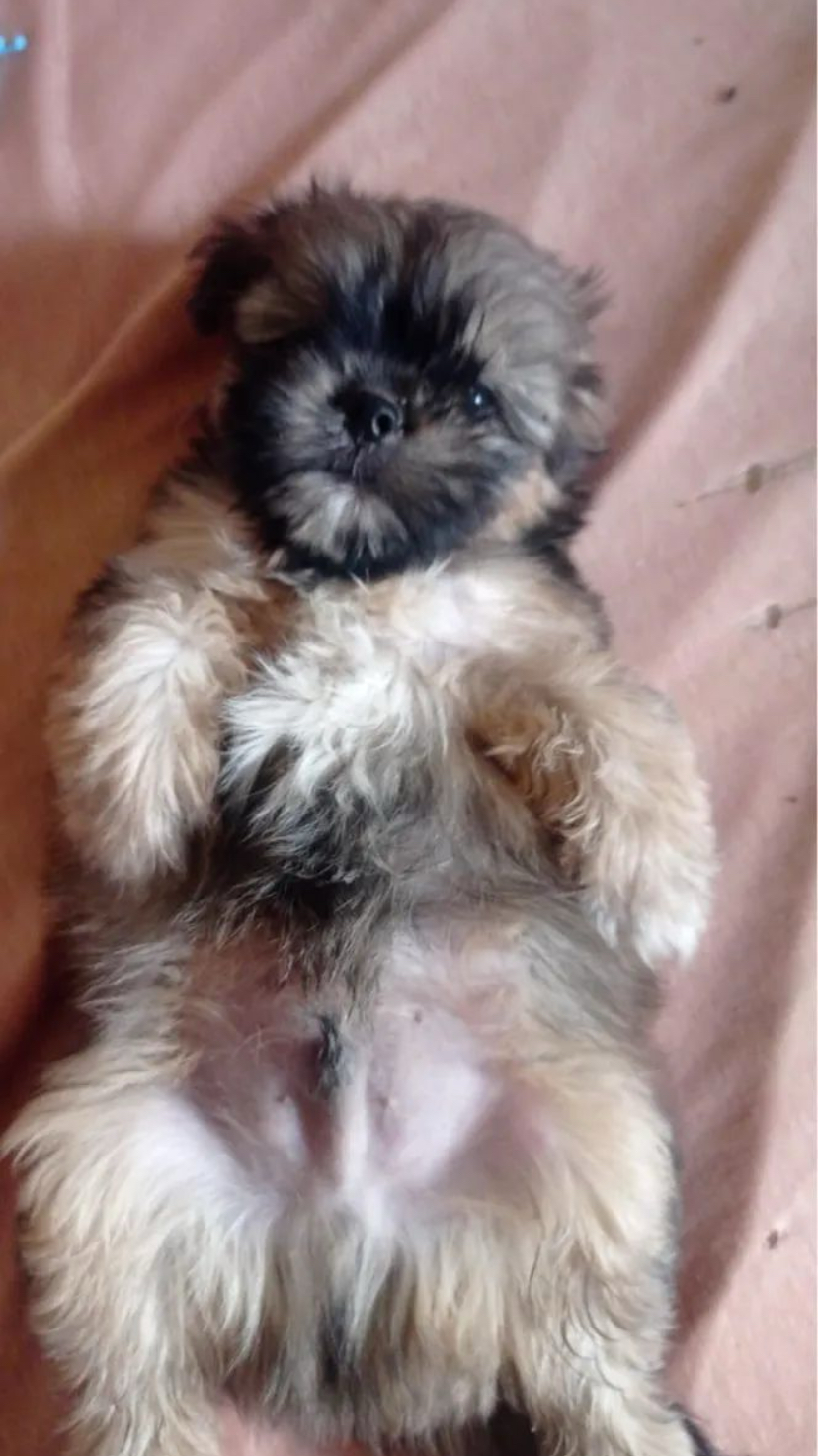 Portal Vendocão Vendo filhote de SHIH TZU  Bocaina