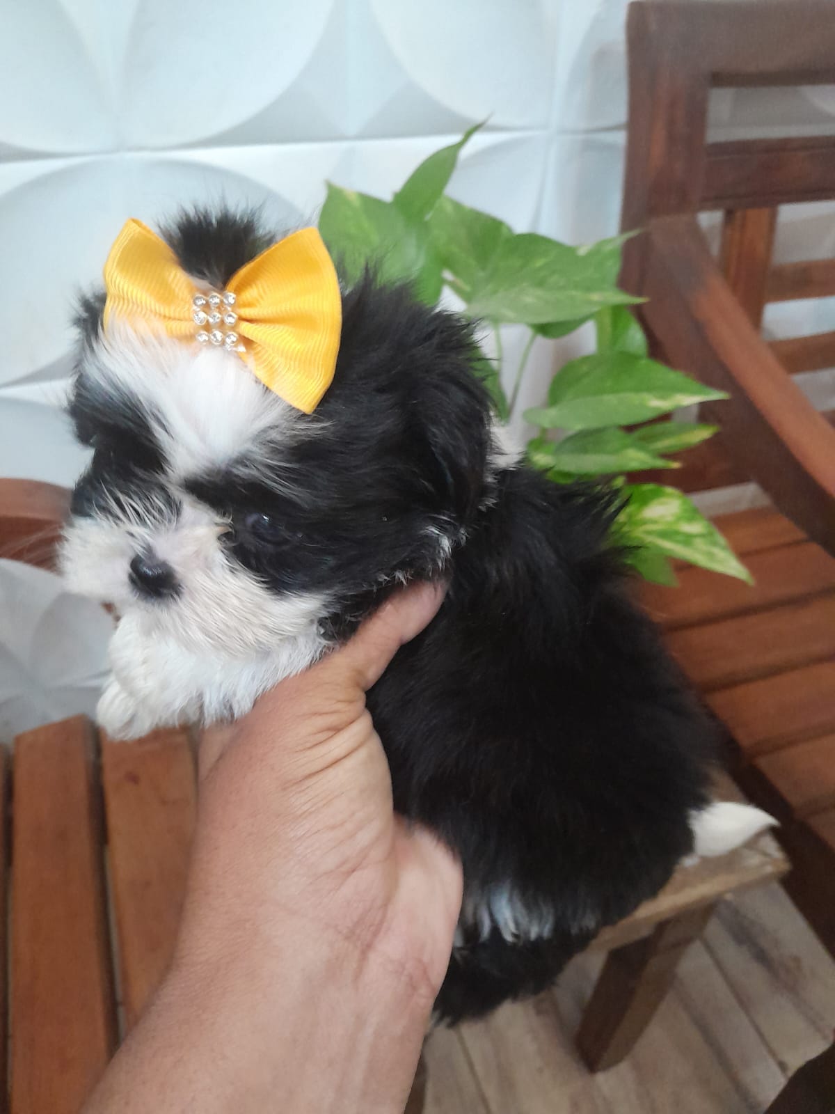 Portal Vendocão Shih Tzu fêmea São João Del Rei