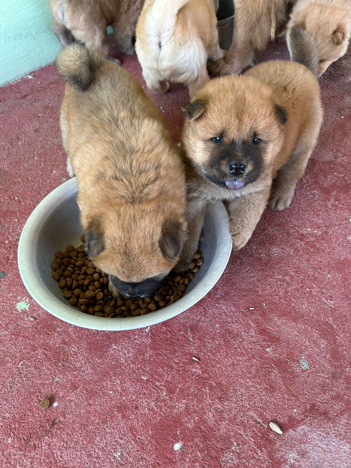 Portal Vendocão Filhotes de chow chow natal
