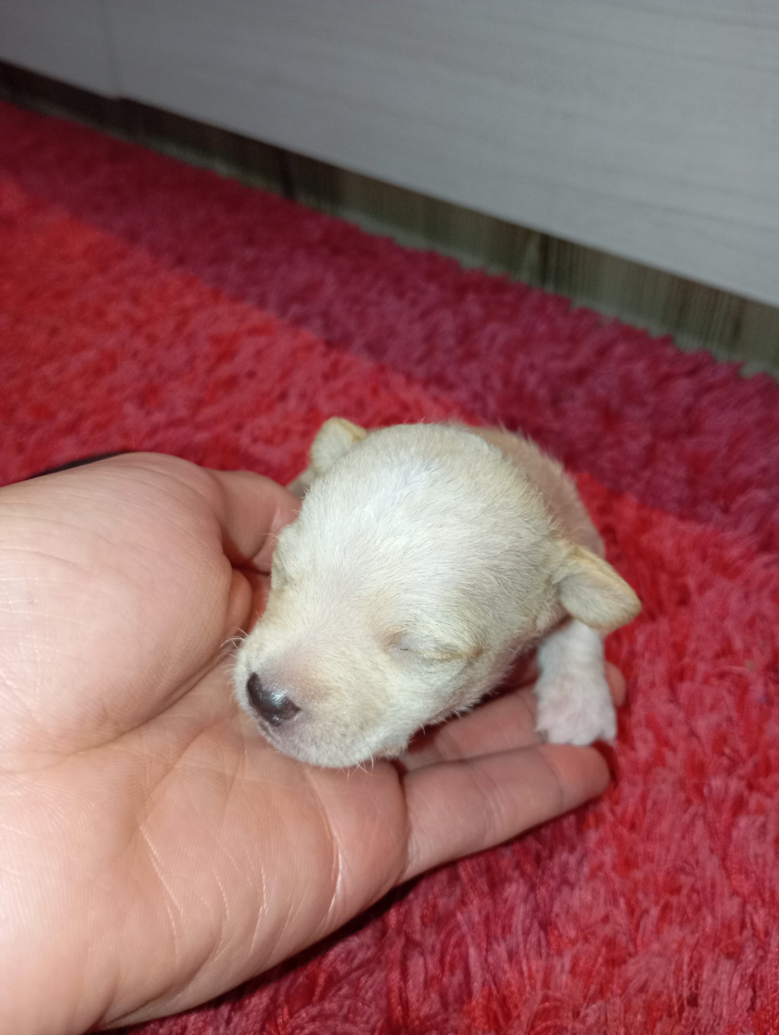 Vende-se Filhotes de Pinscher Miniatura (Machos) - Foto 1