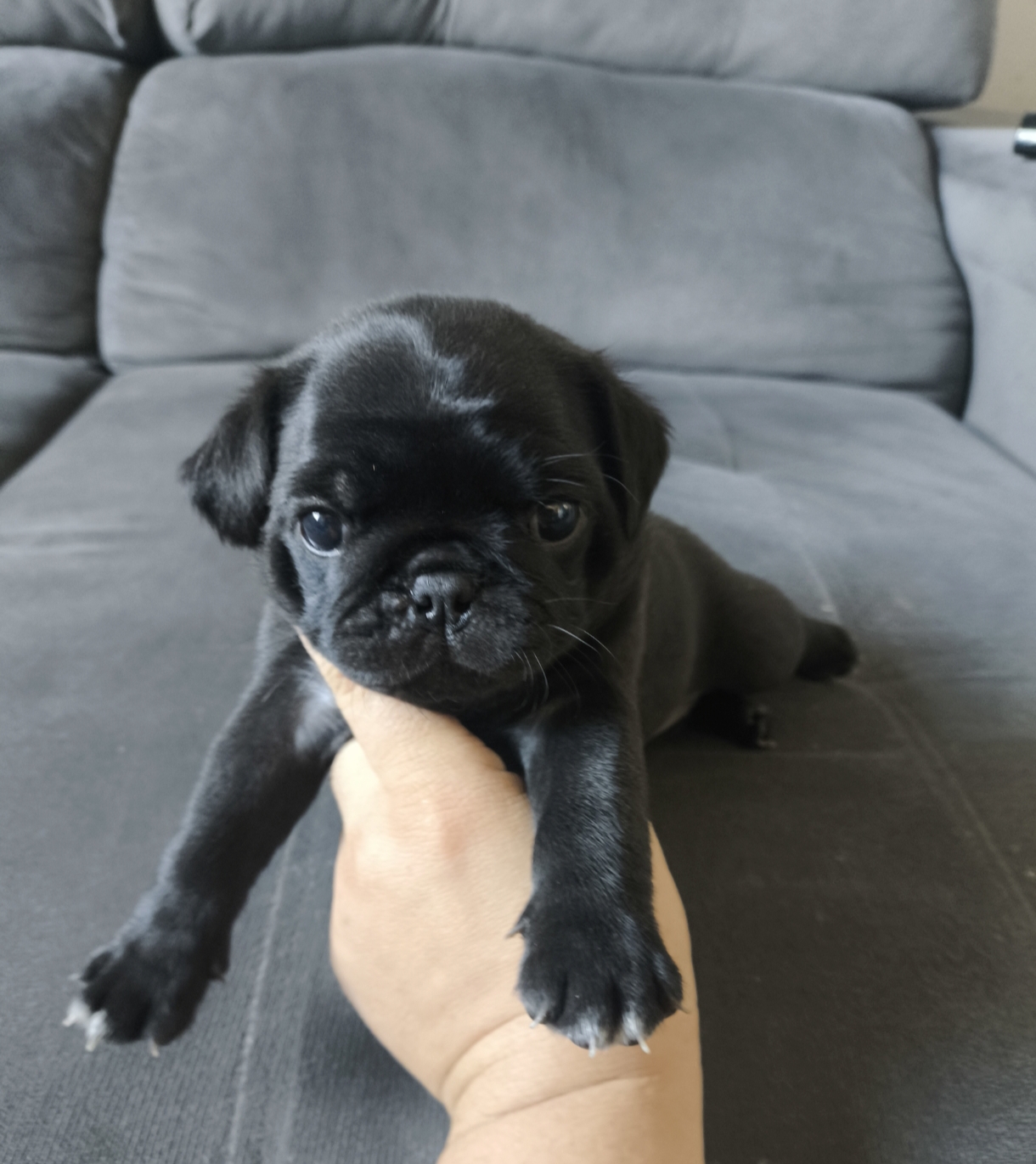 Filhote fêmea Pug Black  - Foto 1