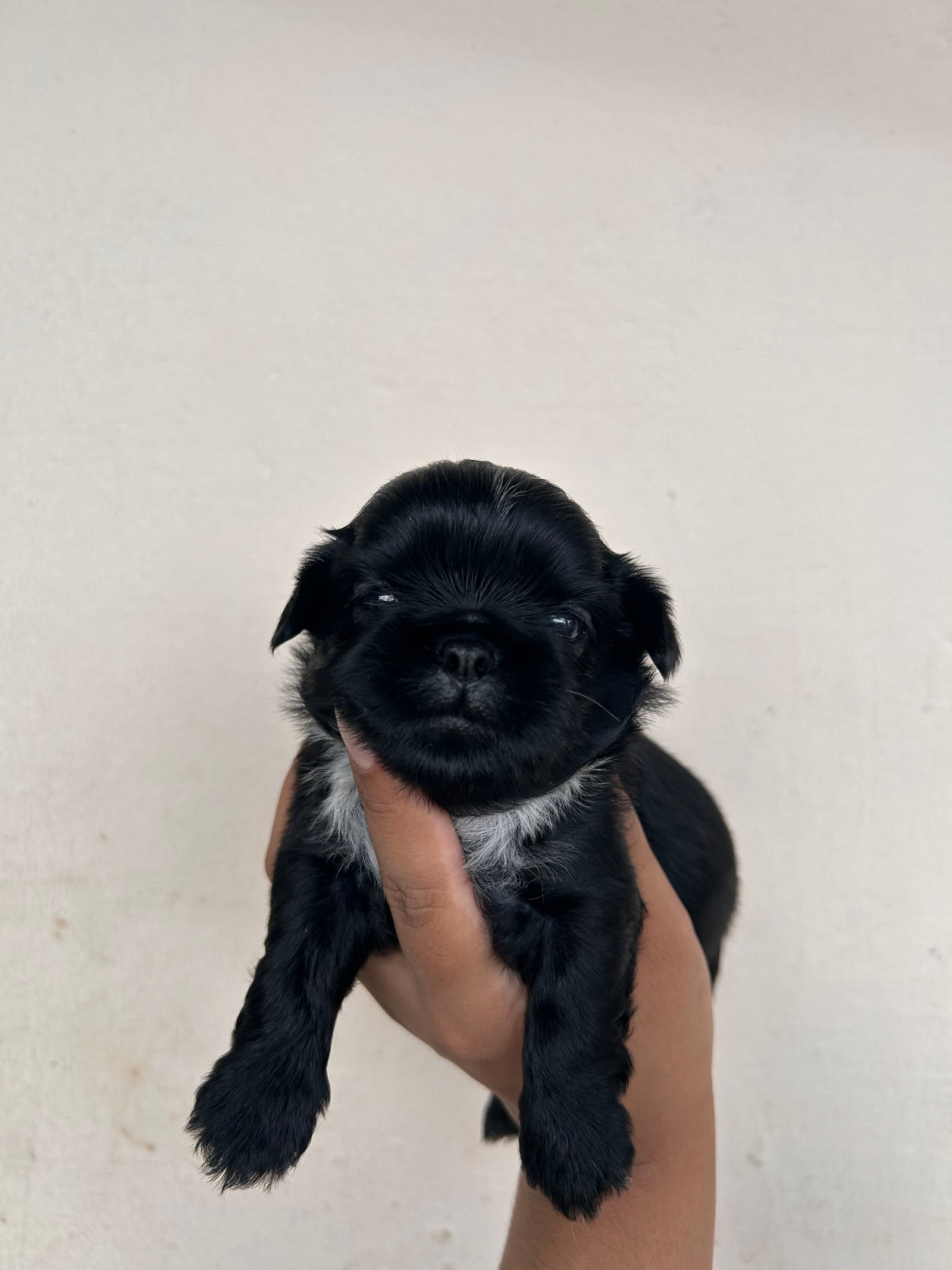 Shihtzu macho - Foto 1