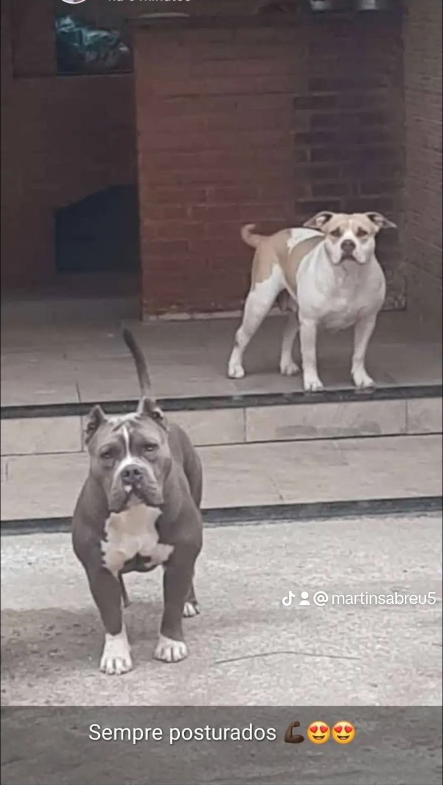 Portal Vendocão Vendo  São Gonçalo