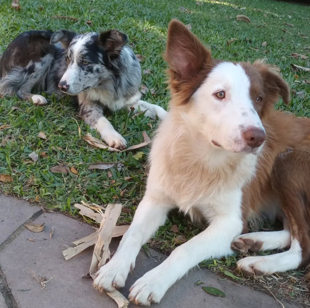 Portal Vendocão Filhote de border collie puro Criciúma