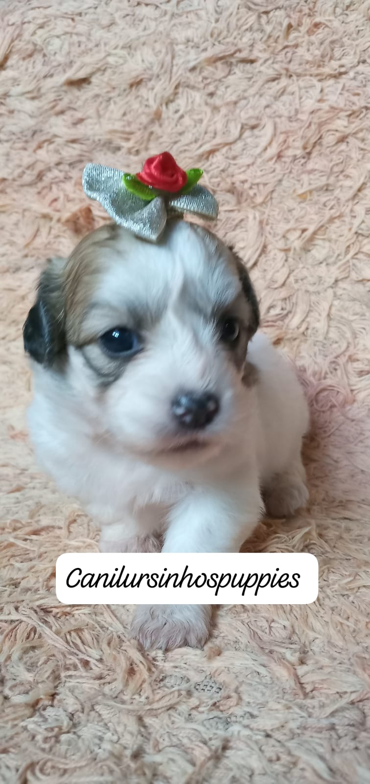 Lhasa Apso - Foto 1