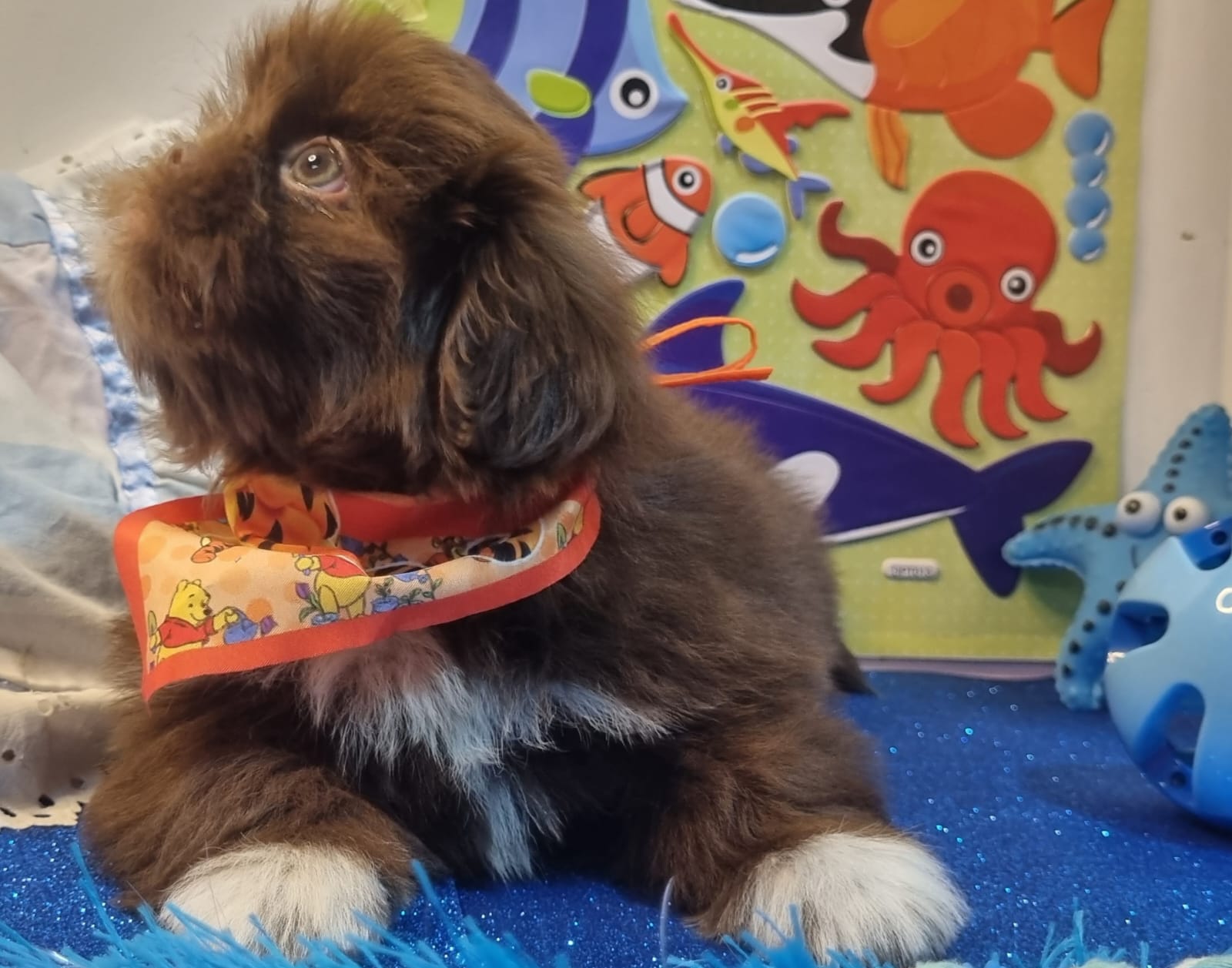Portal Vendocão Shihtzu Macho Chocolate 5 Meses curitiba
