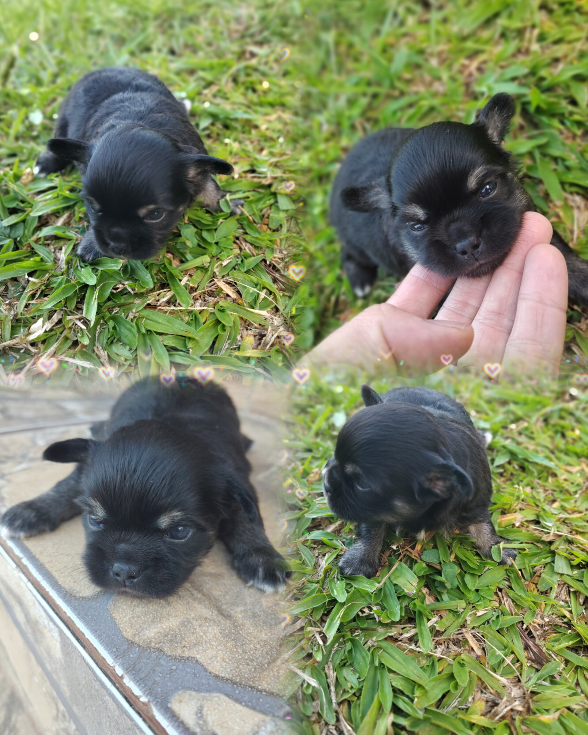 Linda fêmea chihuahua 