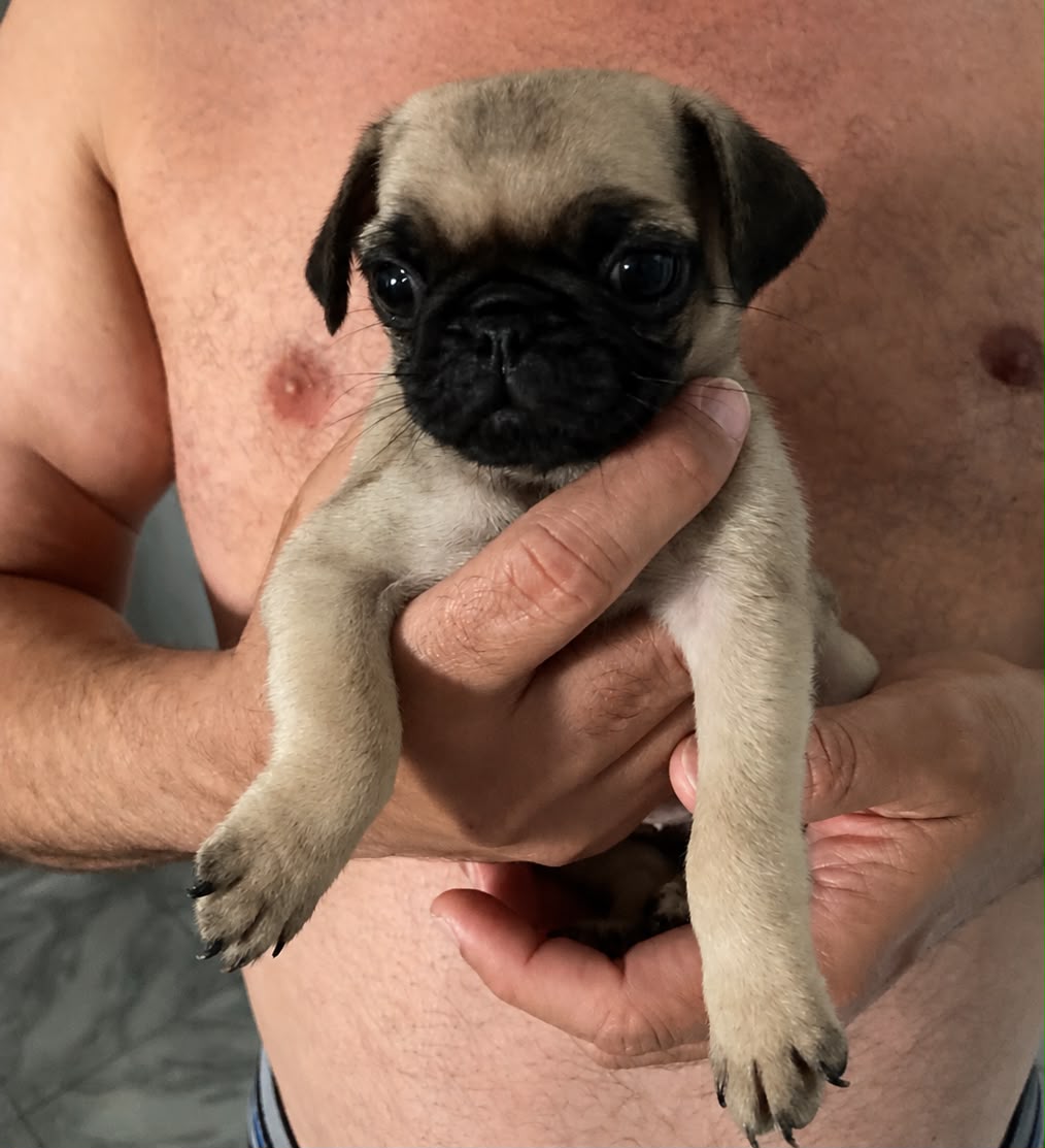 Vendo Lindas Filhotes de Pug