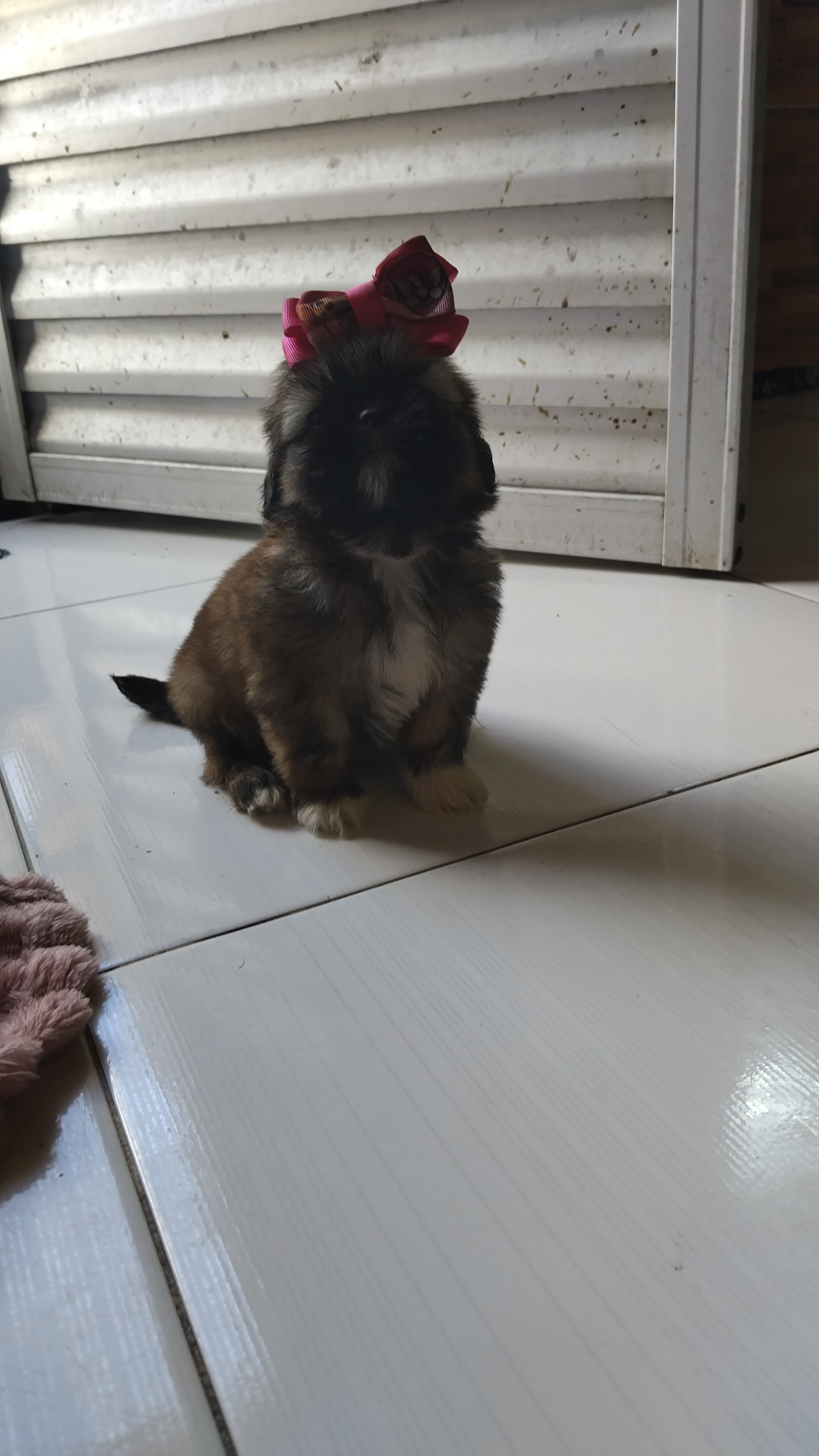 Portal Vendocão Shitzu femia e macho São José de Ribamar