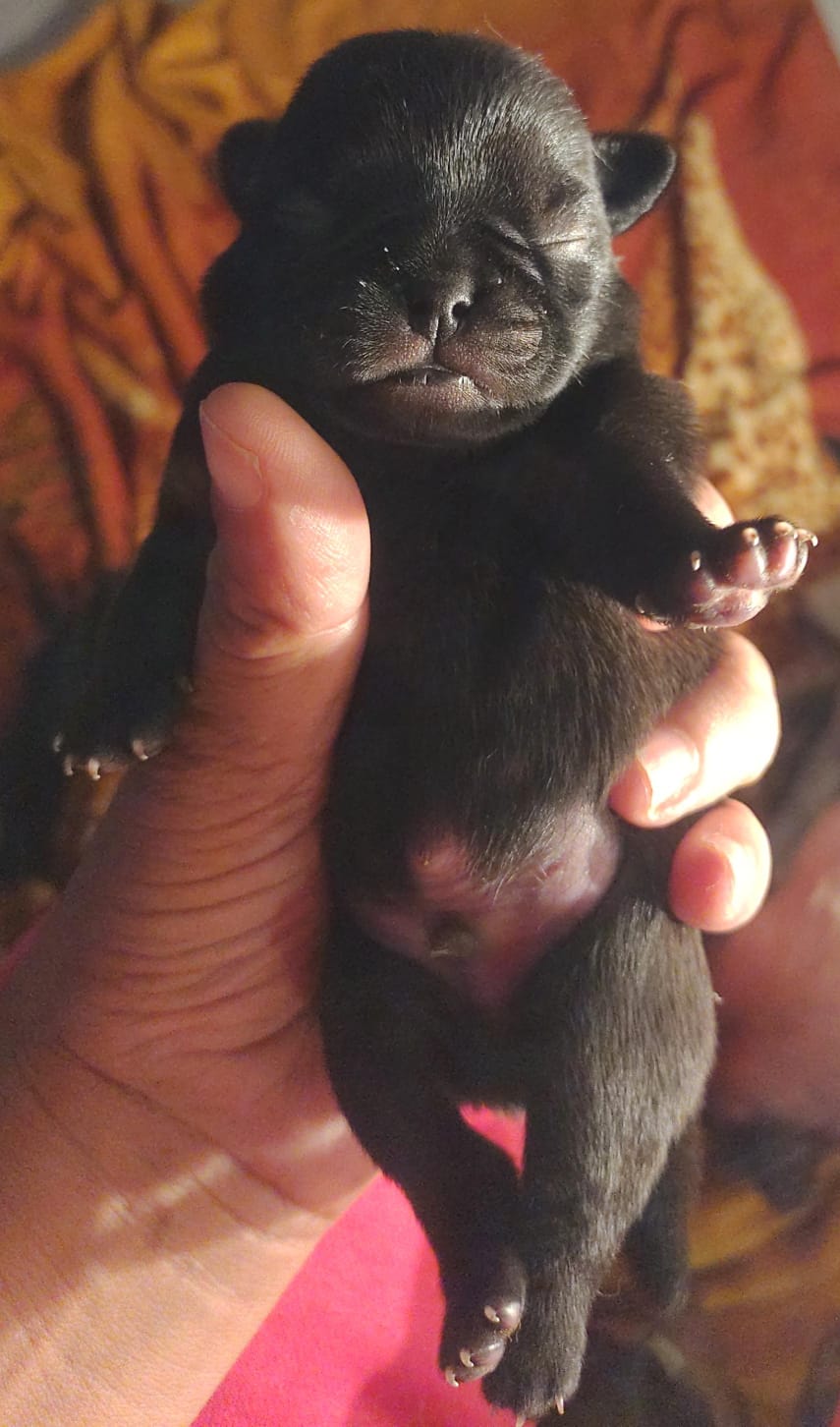 Filhotes de pug - Foto 2