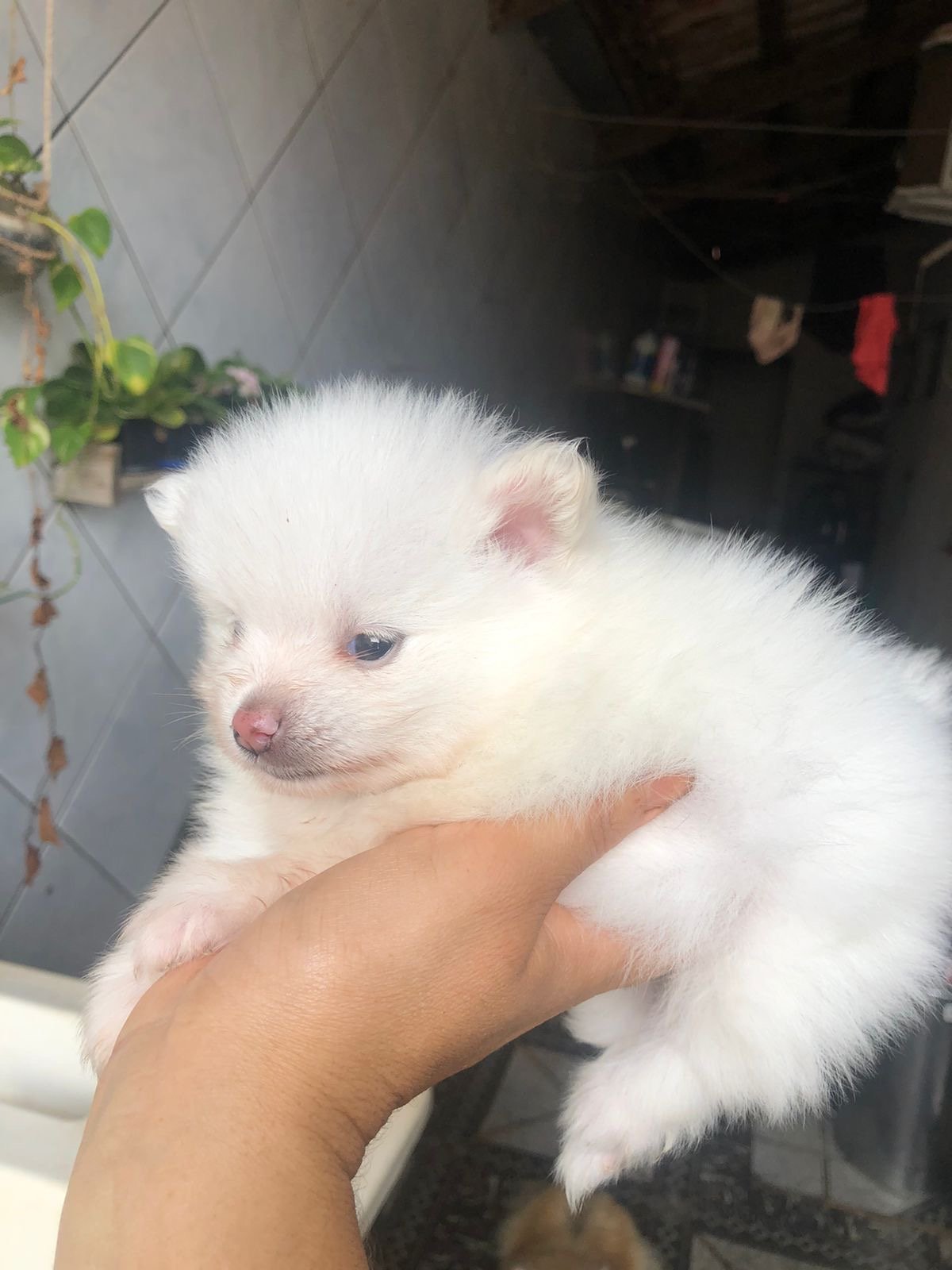 Lulu da Pomerania Ursinho  - Foto 2