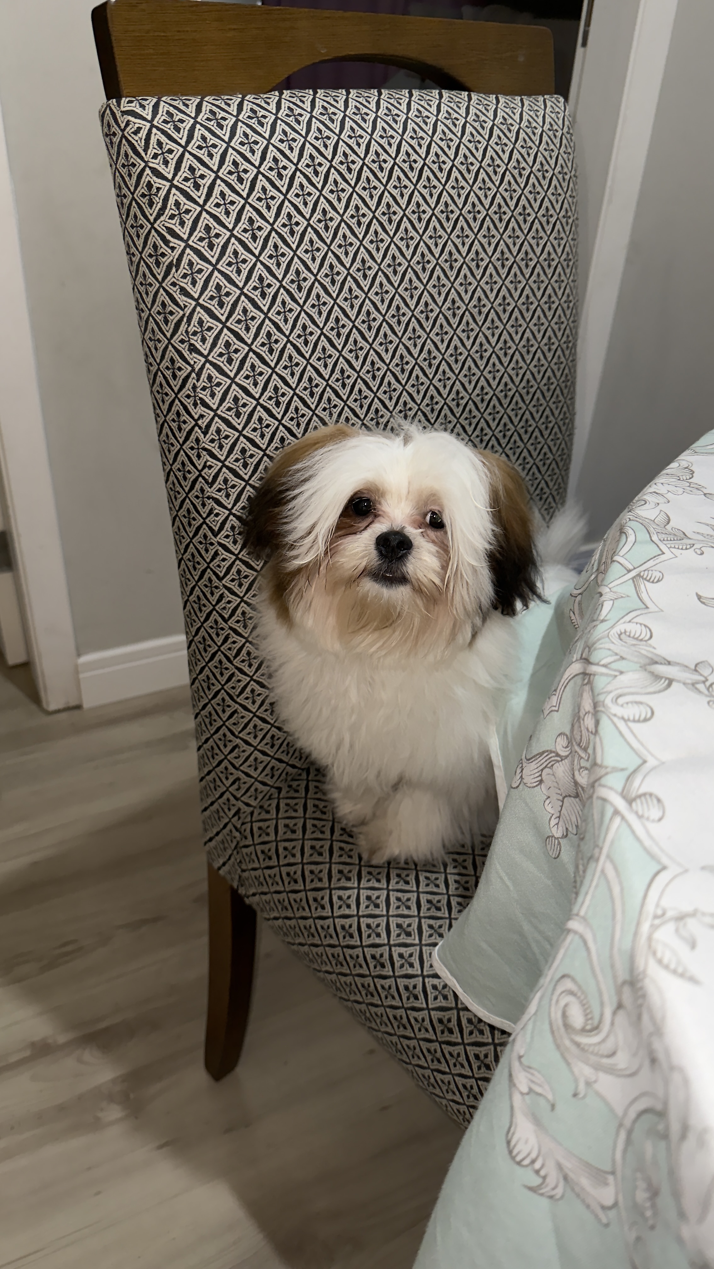 Lhasa apso 7 meses 