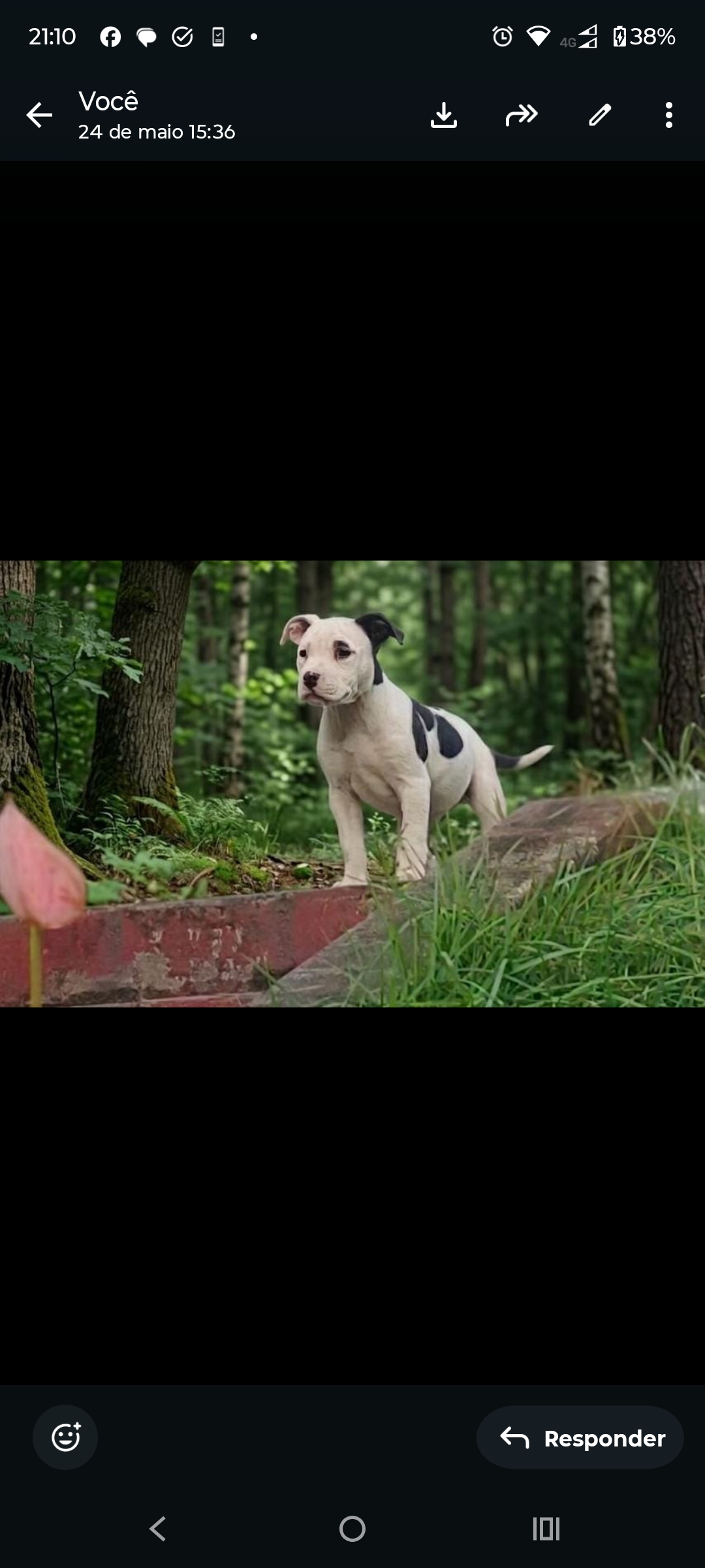 American Bully - Foto 2