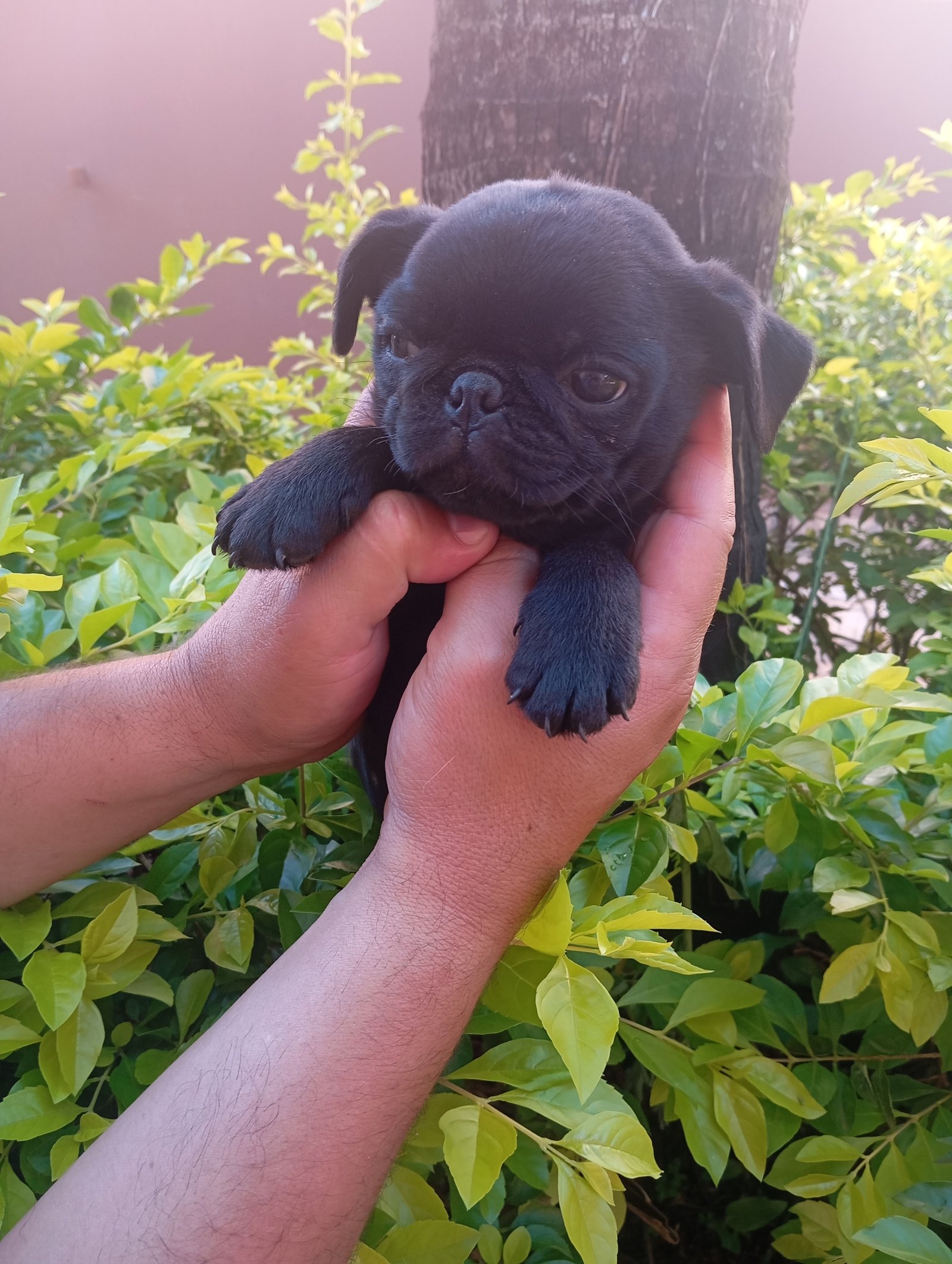 Filhote Pug