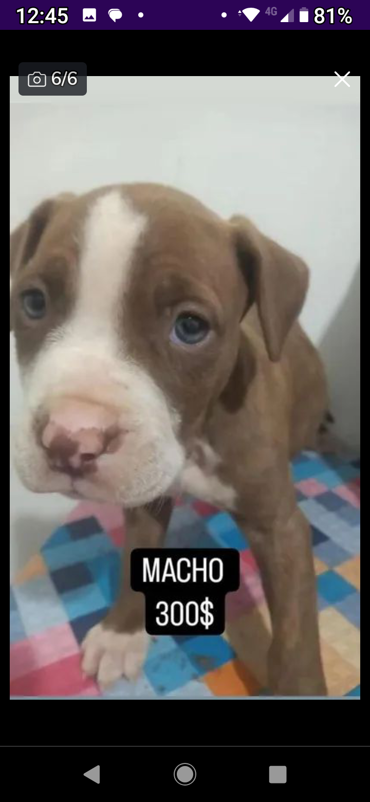 Portal Vendocão Cachorros Raça PitBull Uberlândia 