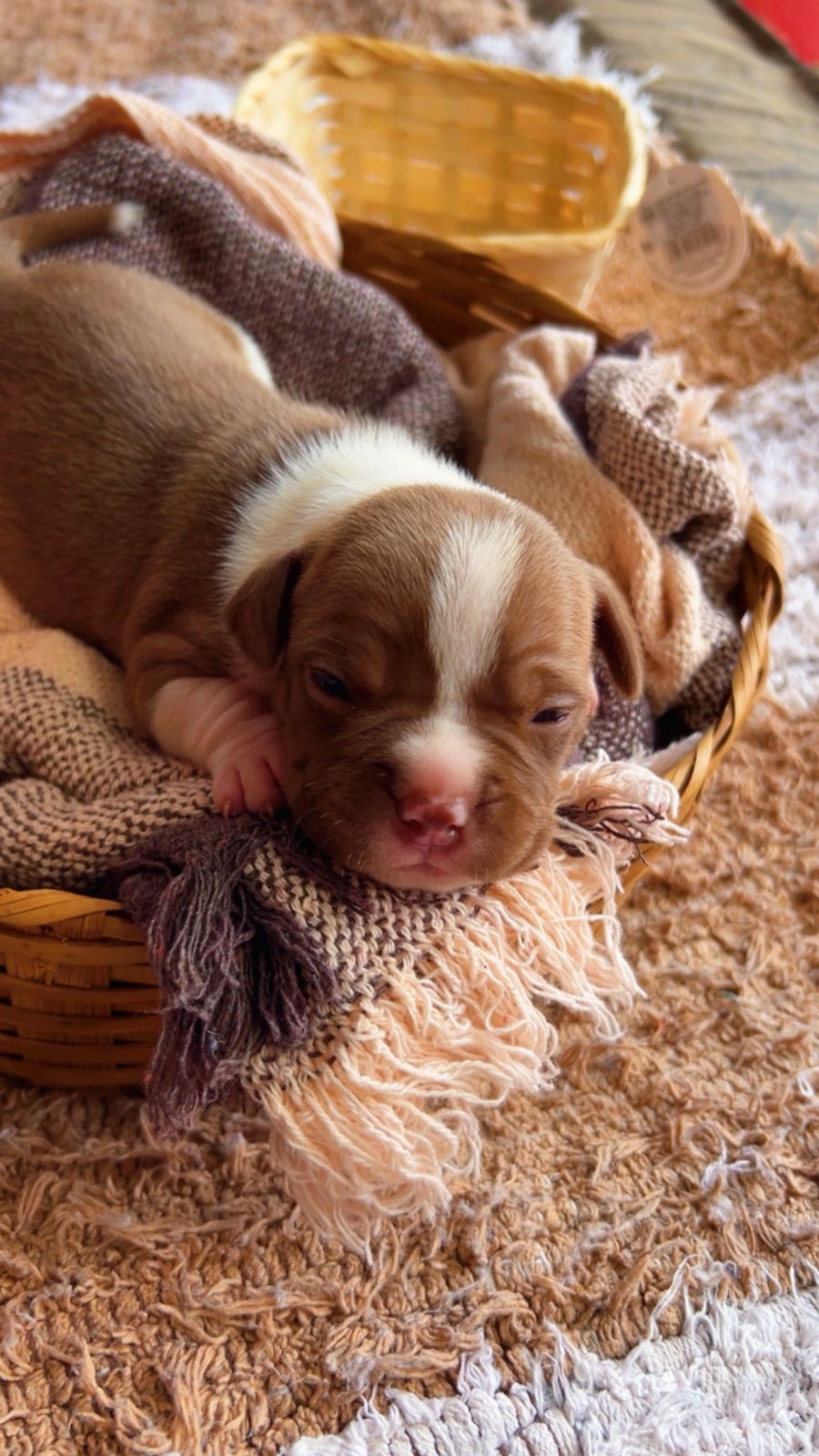 Portal Vendocão American bully barato  Juatuba