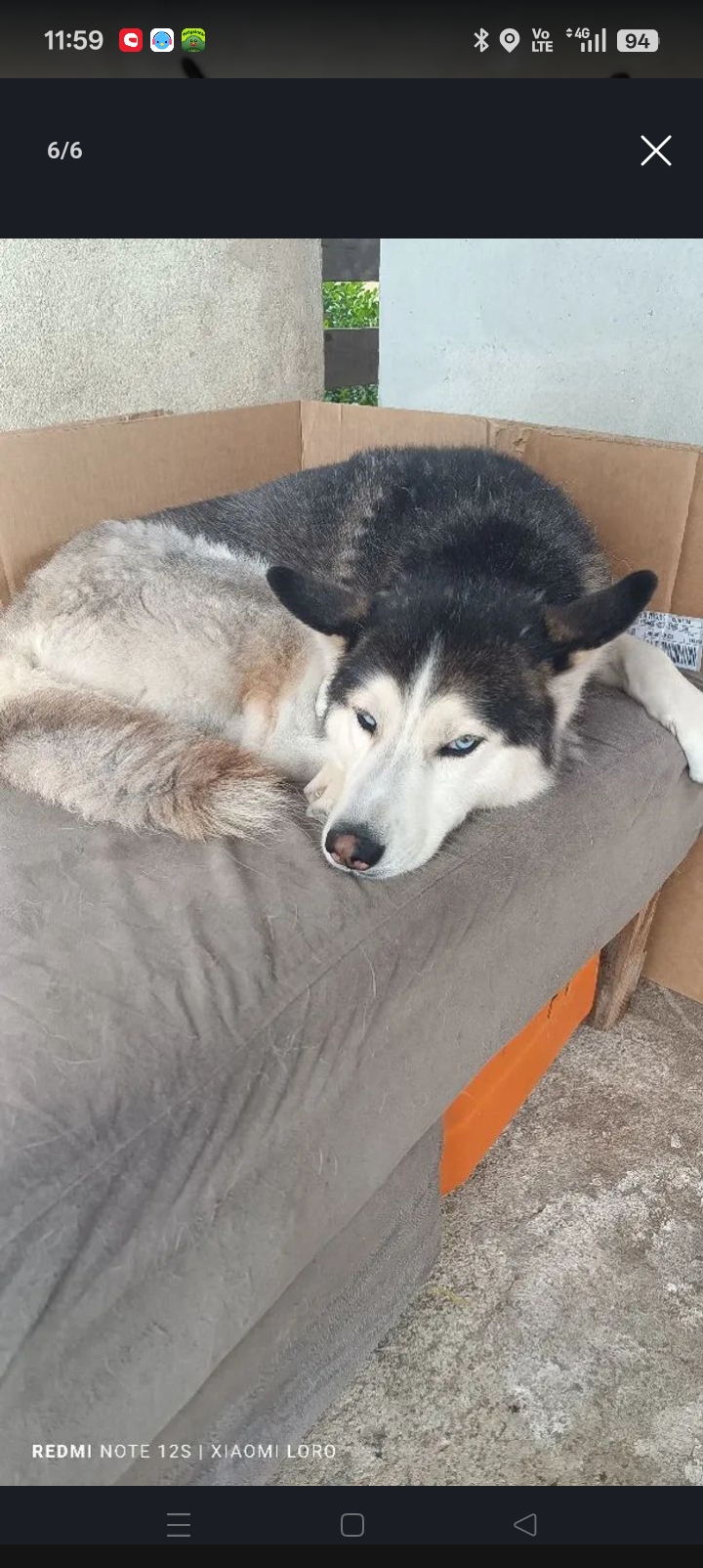 Husky siberiano macho - Foto 4