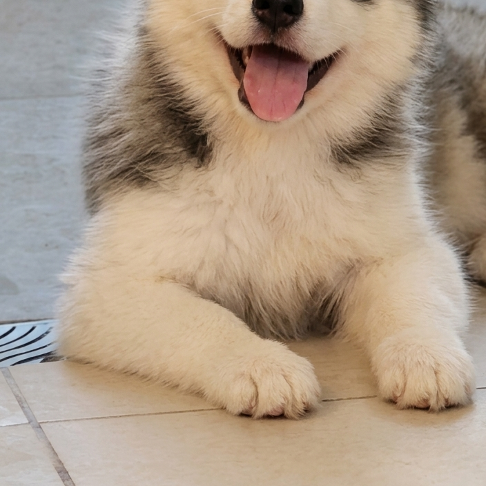 Lindos filhotes de husky siberiano - Foto 2